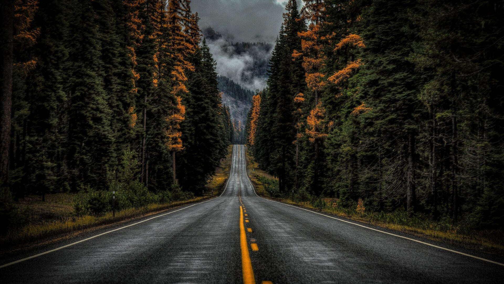 1920x1080 A long road in the forest (1920x1080)