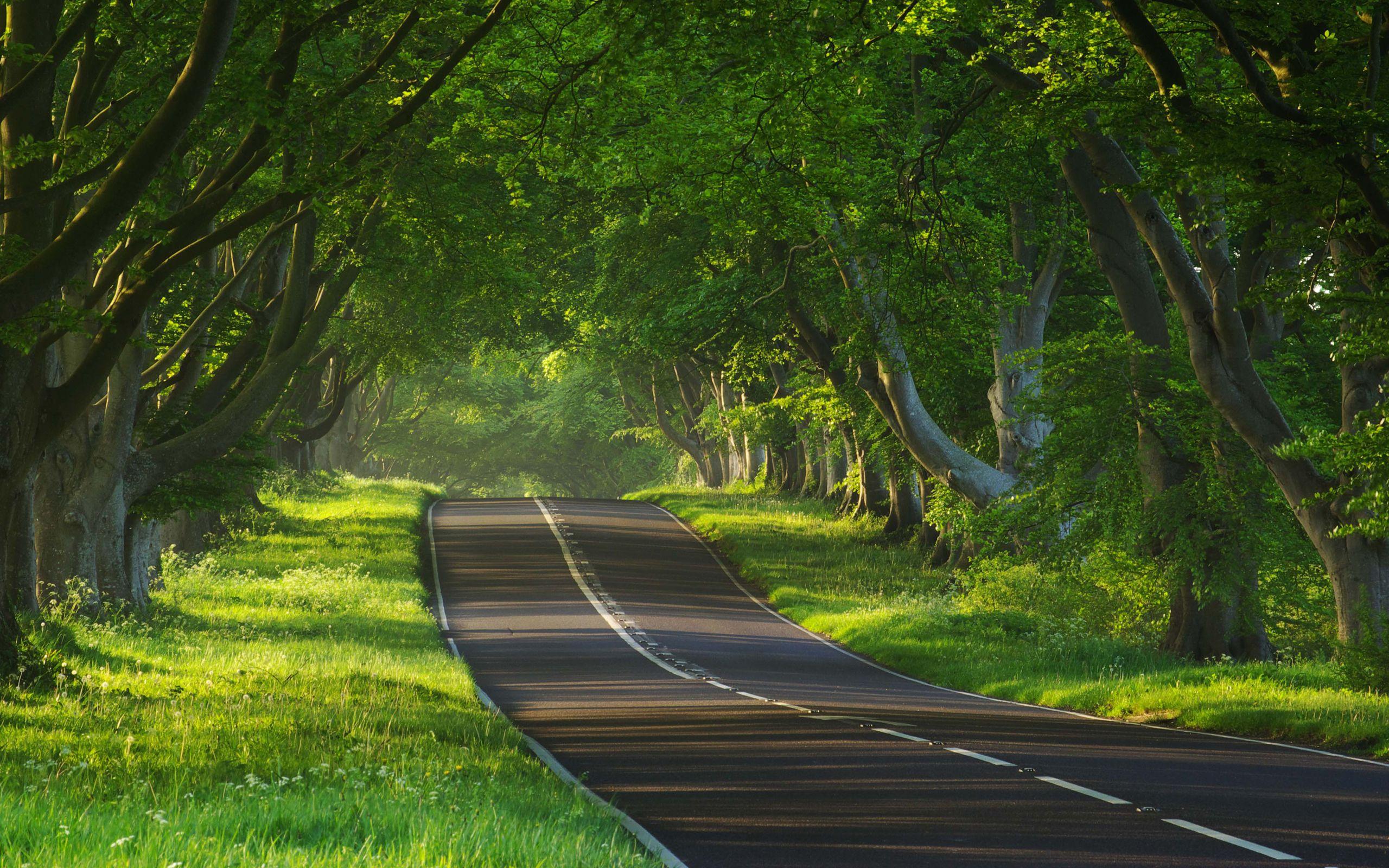 Tree Road Wallpapers - Top Free Tree Road Backgrounds - WallpaperAccess