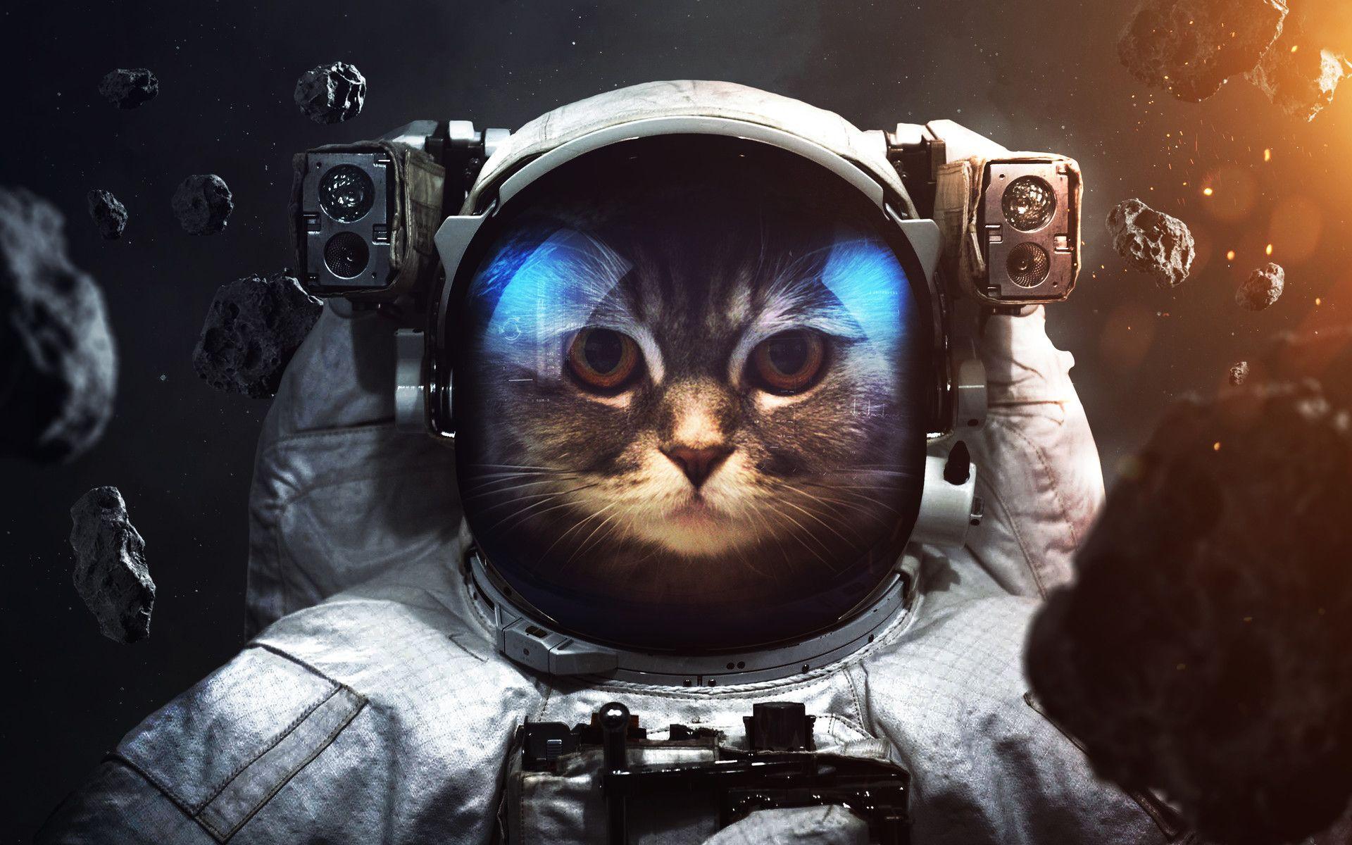 Astronaut Cat Phone Wallpapers - Top Free Astronaut Cat Phone Backgrounds - WallpaperAccess