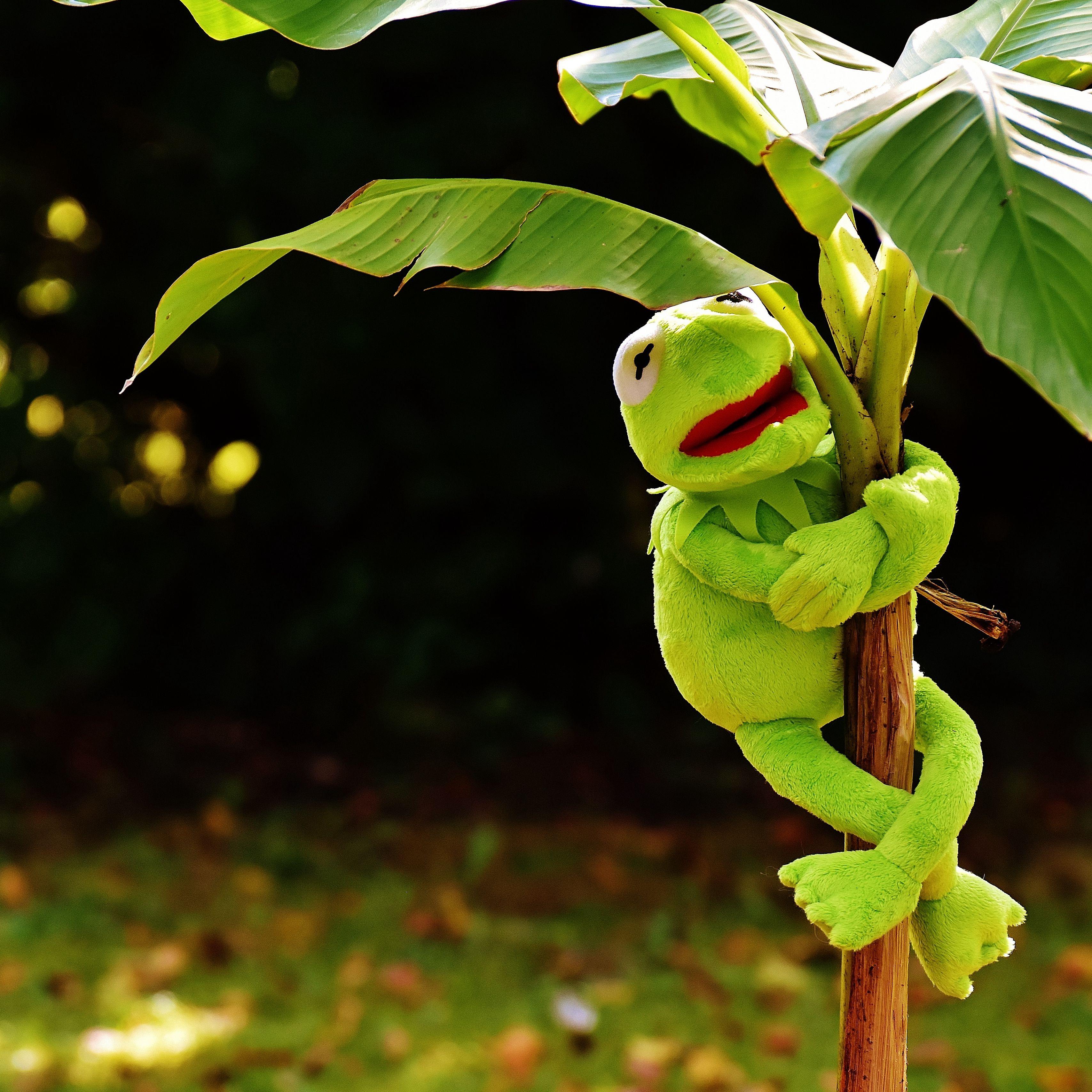 3415x3415 Download wallpaper 3415x3415 toy, kermit the frog, plant ipad pro 12.9 retina for parallax HD background
