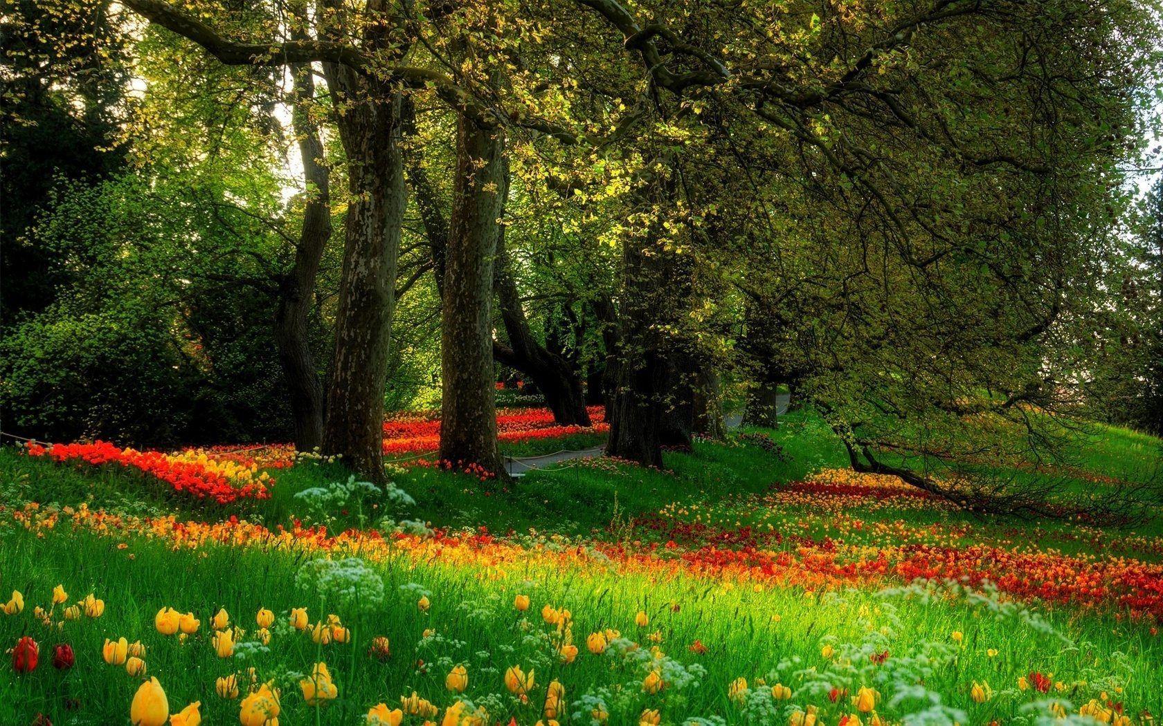 flowers sceneries wallpapers