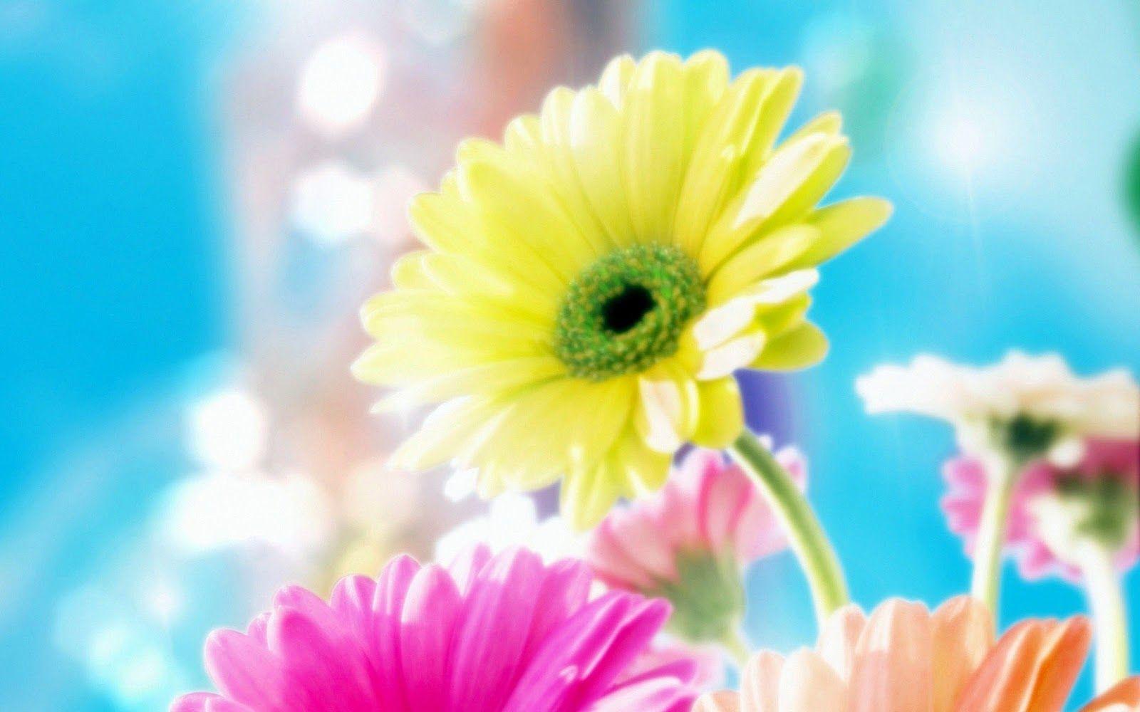 1600x1000 Most Beautiful Wallpaper