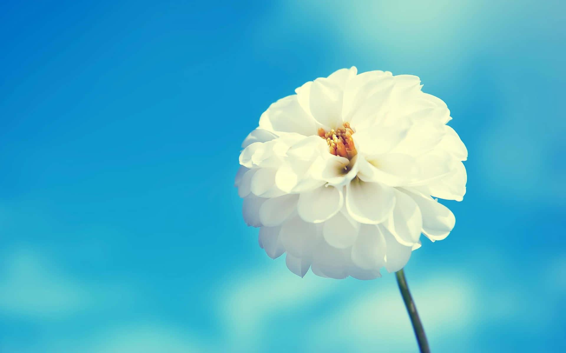 1920x1200 White Flowers 2560 X 1600 Picture