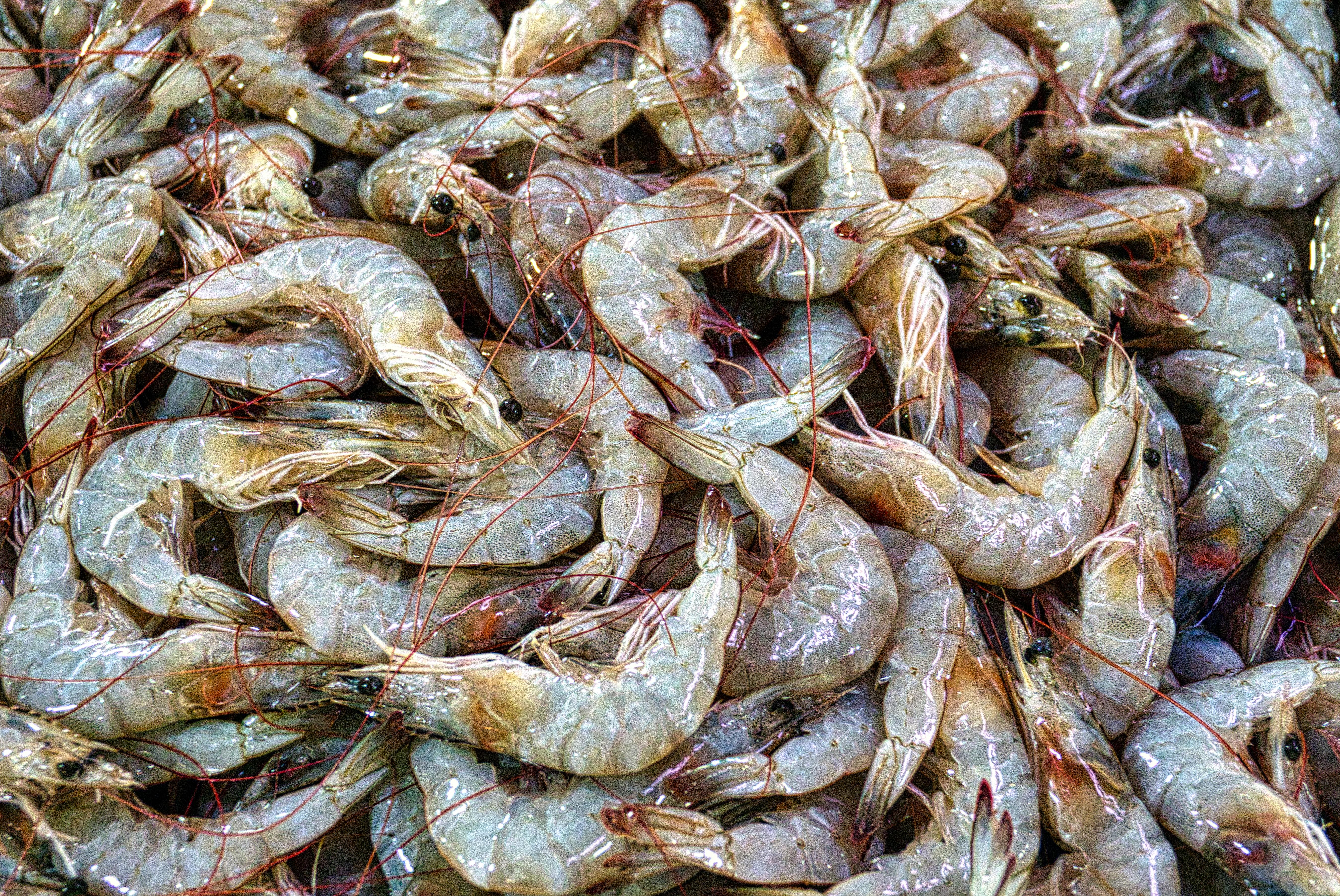 5400x3611 Prawns Photo, Download The BEST Free