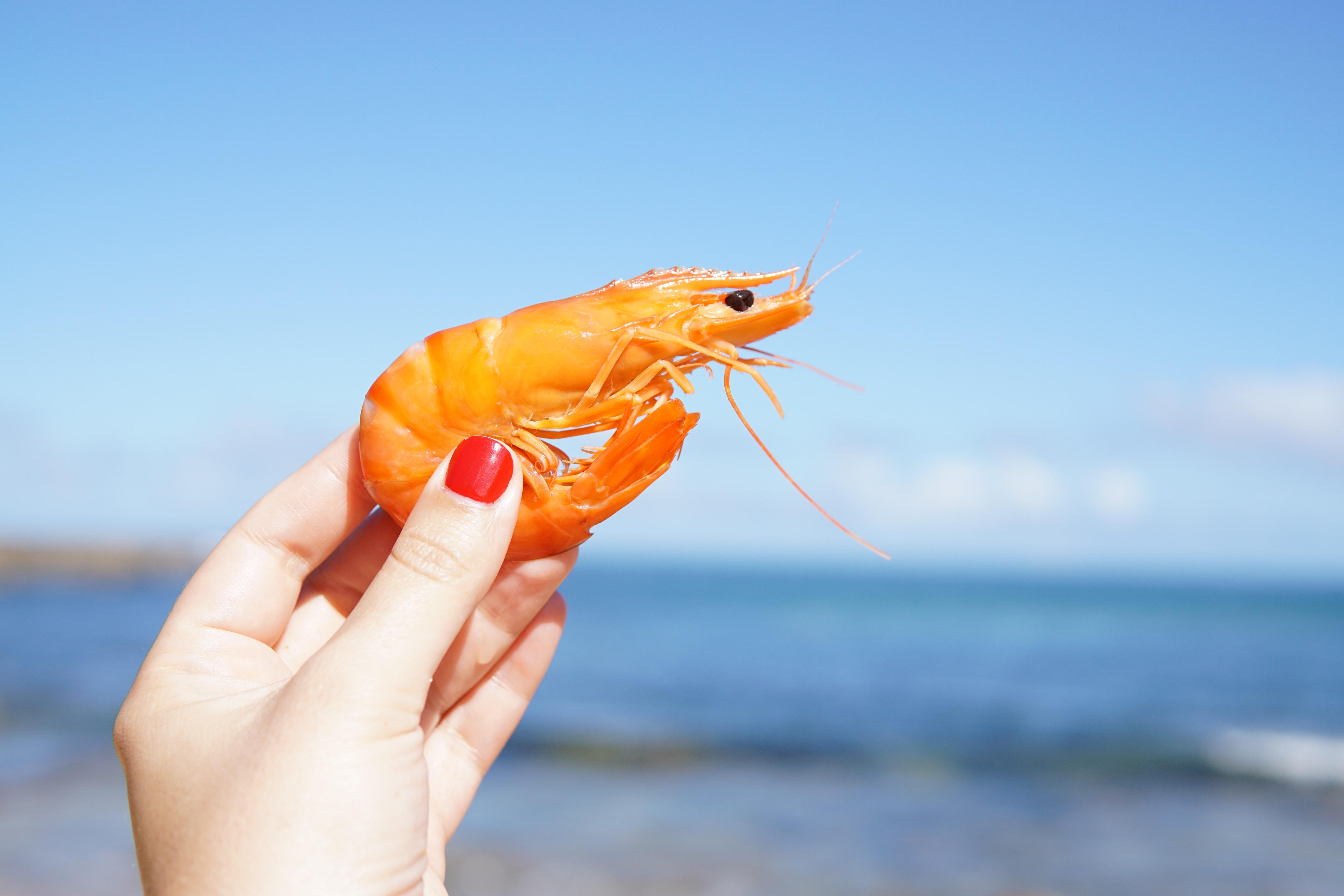 6000x4000 Prawns Photo, Download The BEST Free