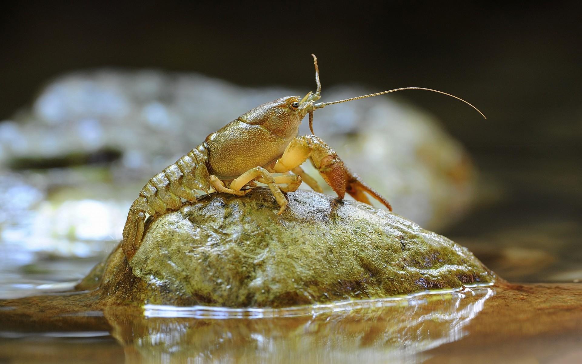 1920x1200 Shrimp HD Wallpaper and Background