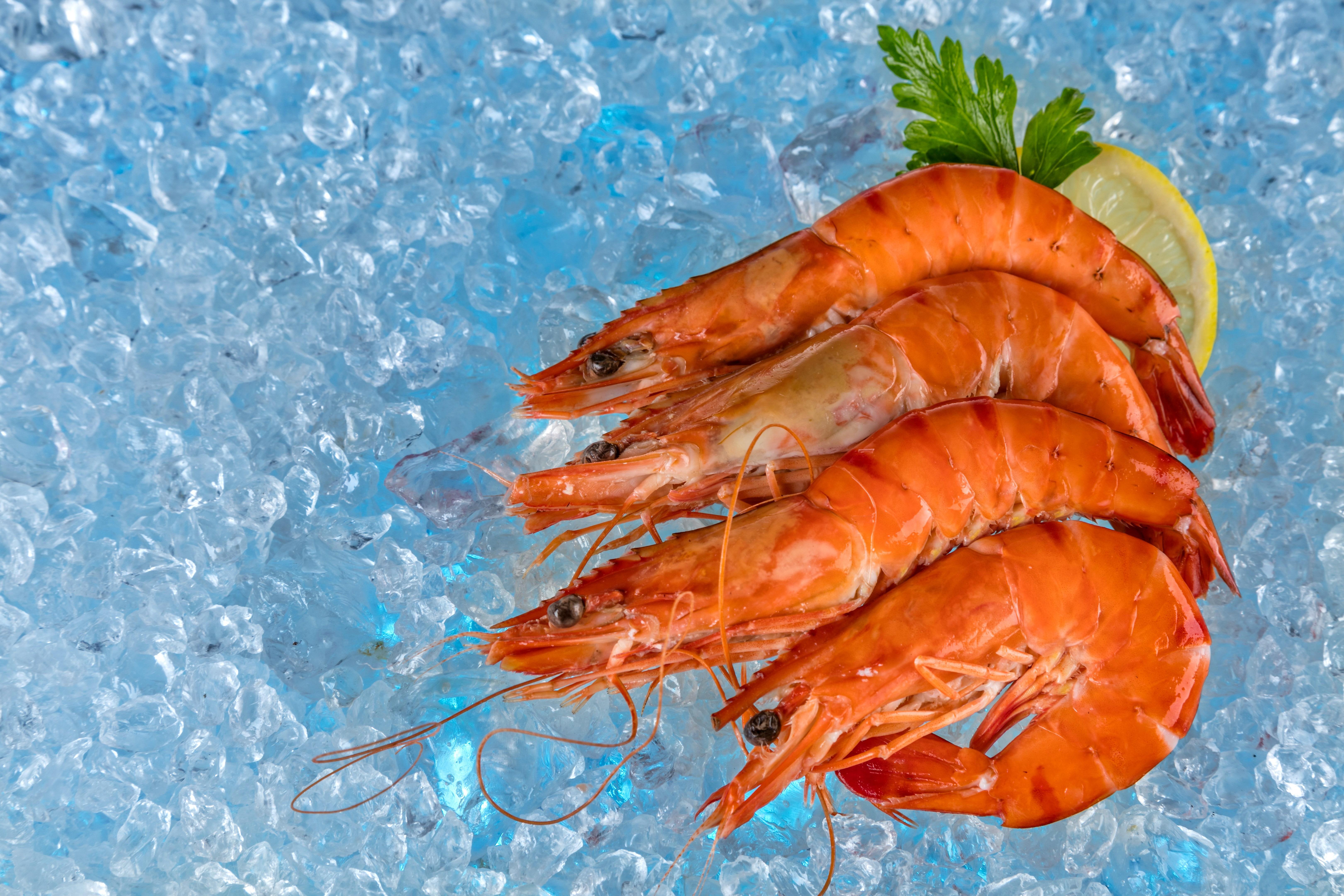 6480x4320 prawn, sea, vertebrate