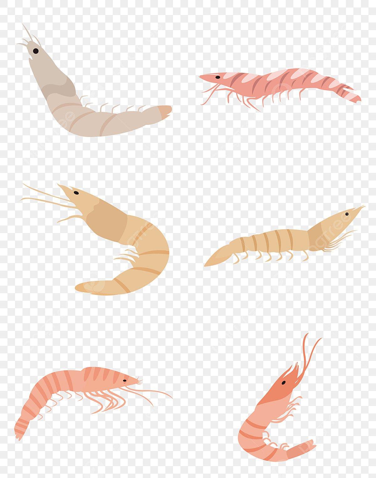 1200x1526 Prawn PNG Transparent Image Free