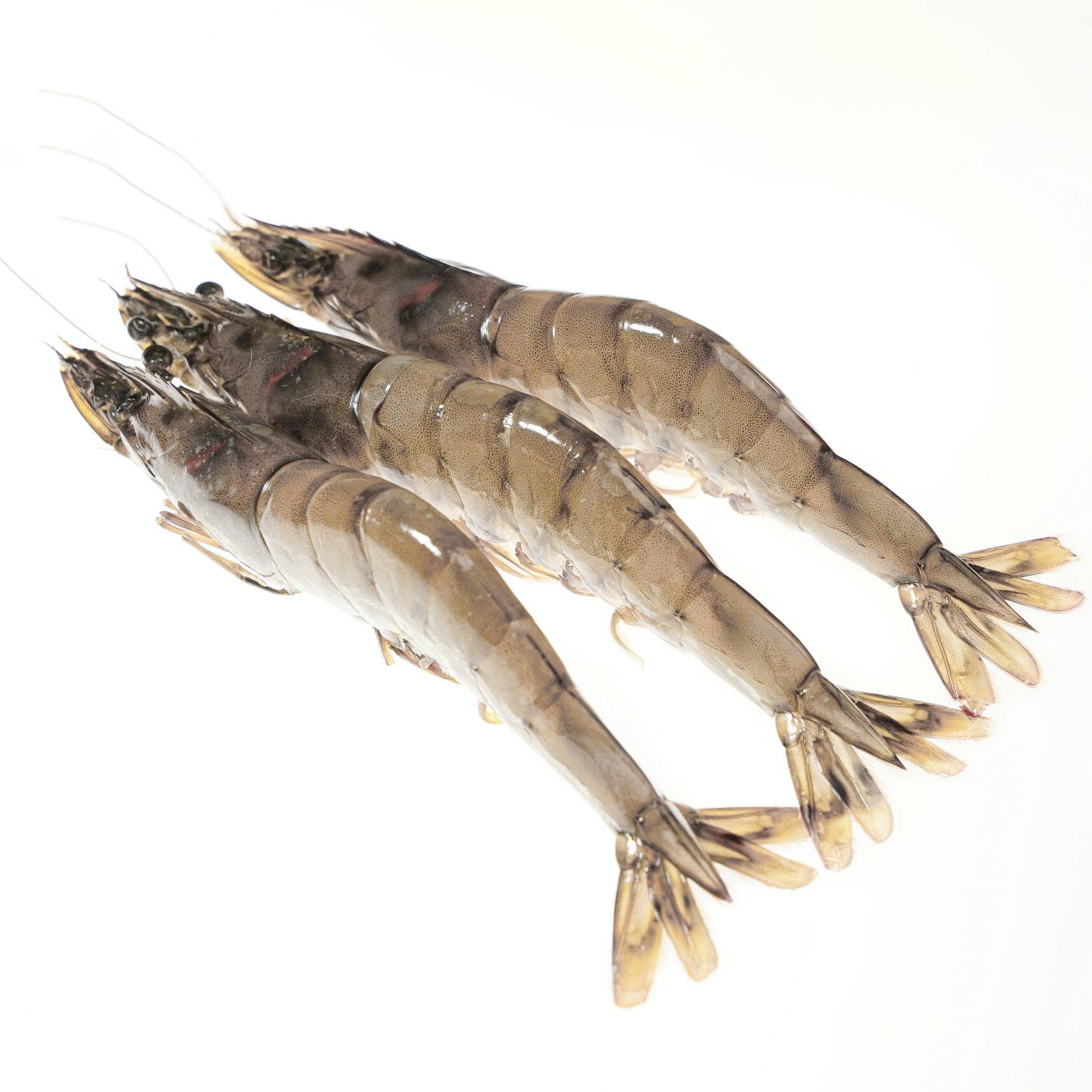1828x1828 Kauai Sweet Prawns U8 U12.5 Lbs