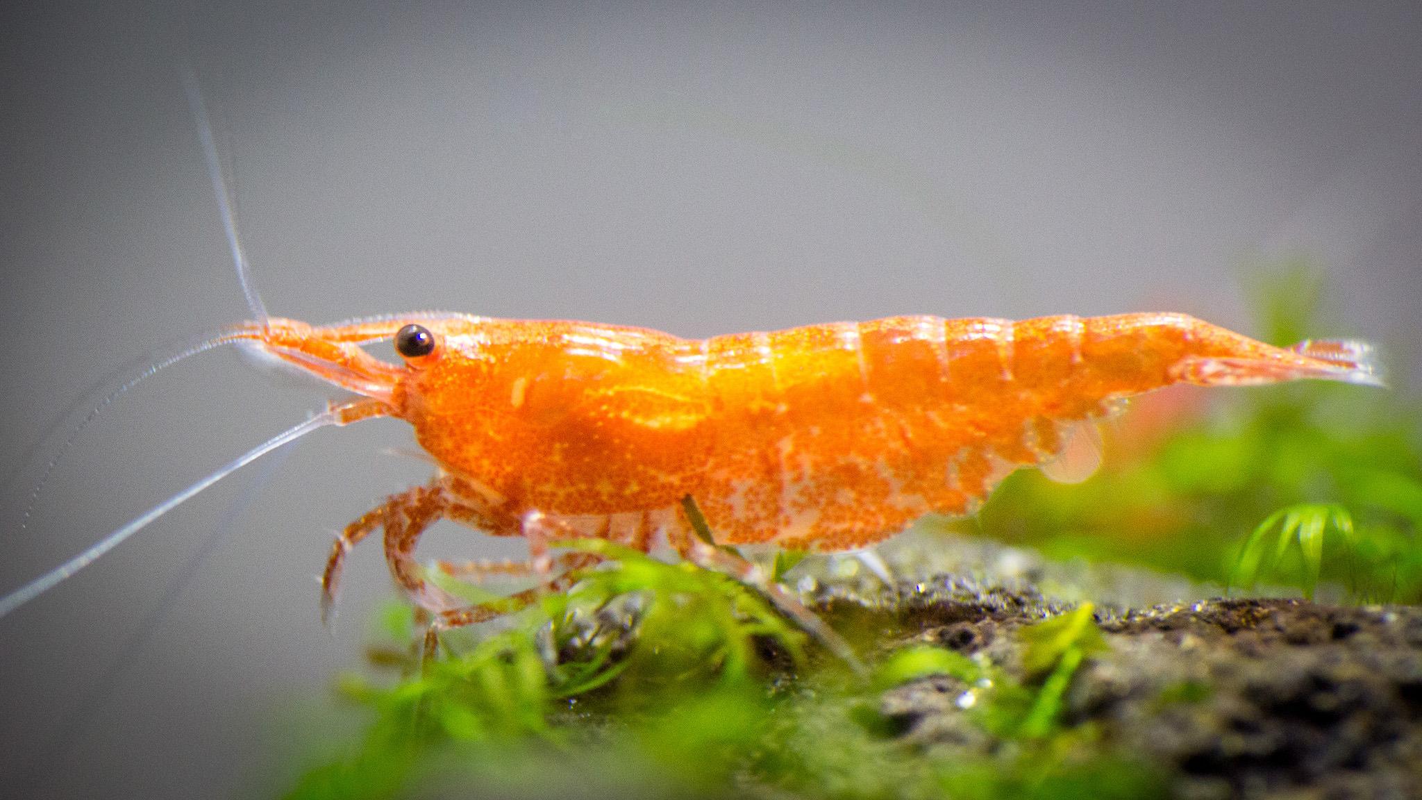 2048x1152 shrimp wallpaper HD
