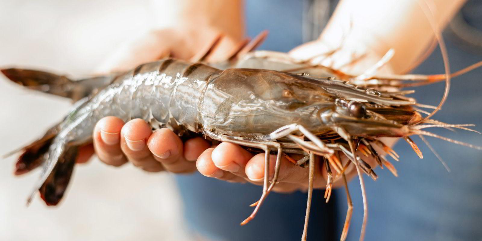 1600x800 Indian shrimp farming