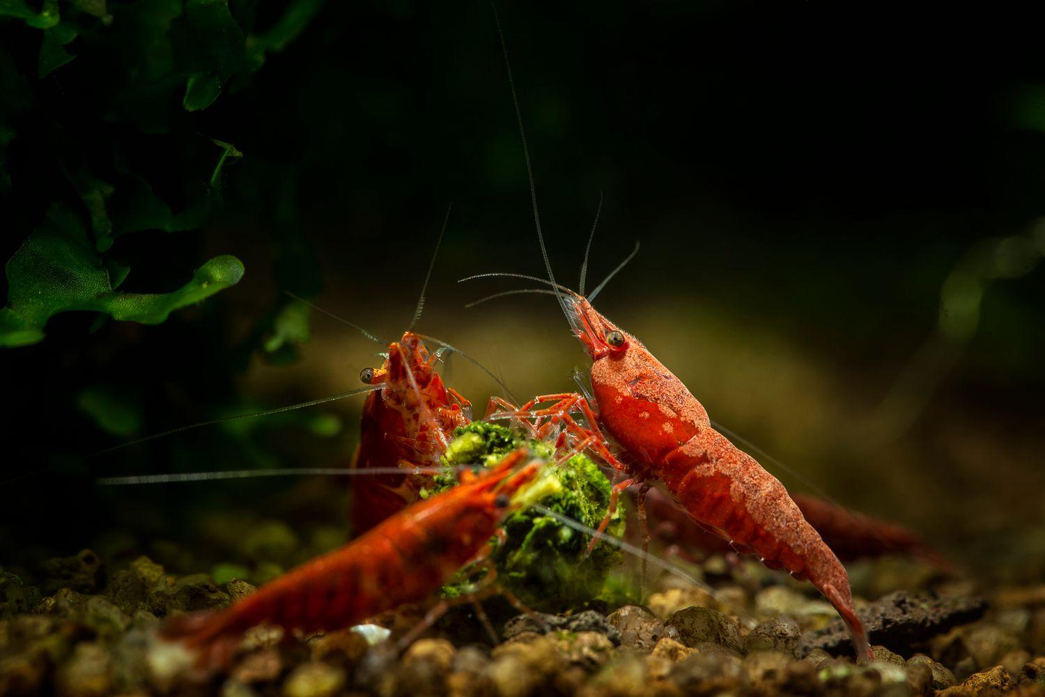 1500x1000 Difference Between Shrimp and Prawns