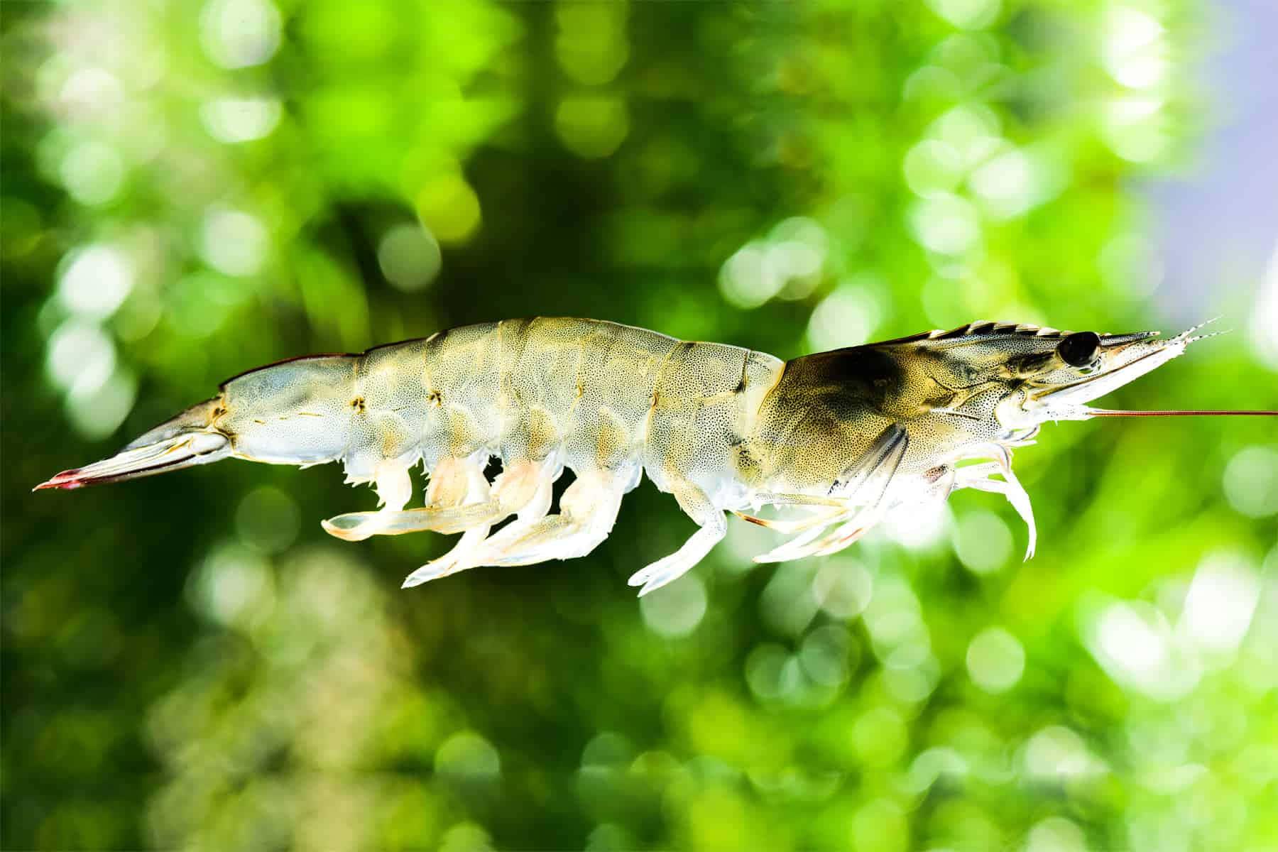 1800x1200 Flying Shrimp In The Air Picture
