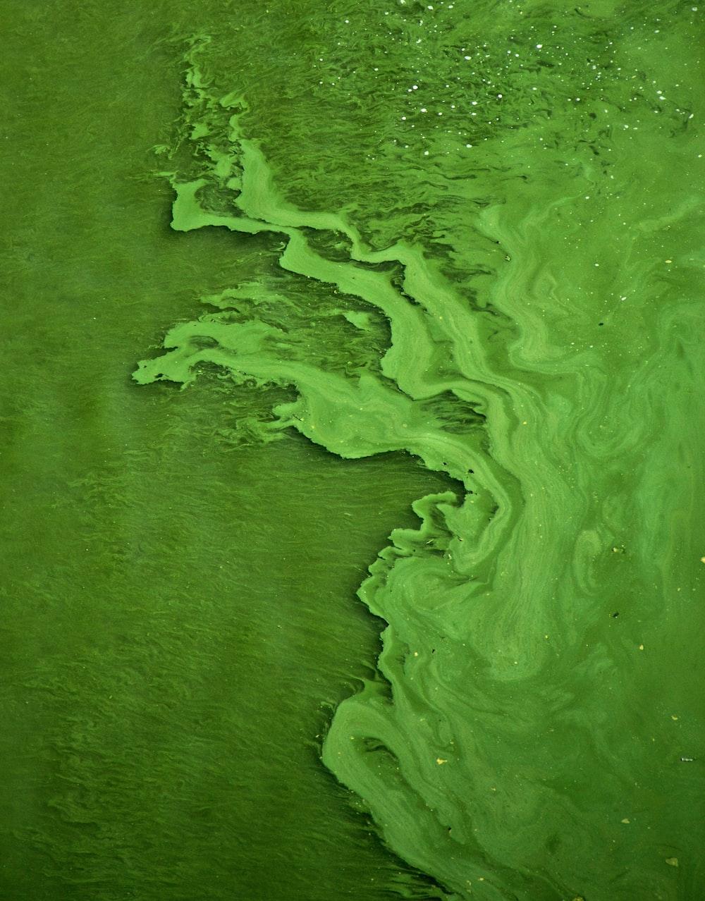 1000x1278 Algae Picture. Download Free