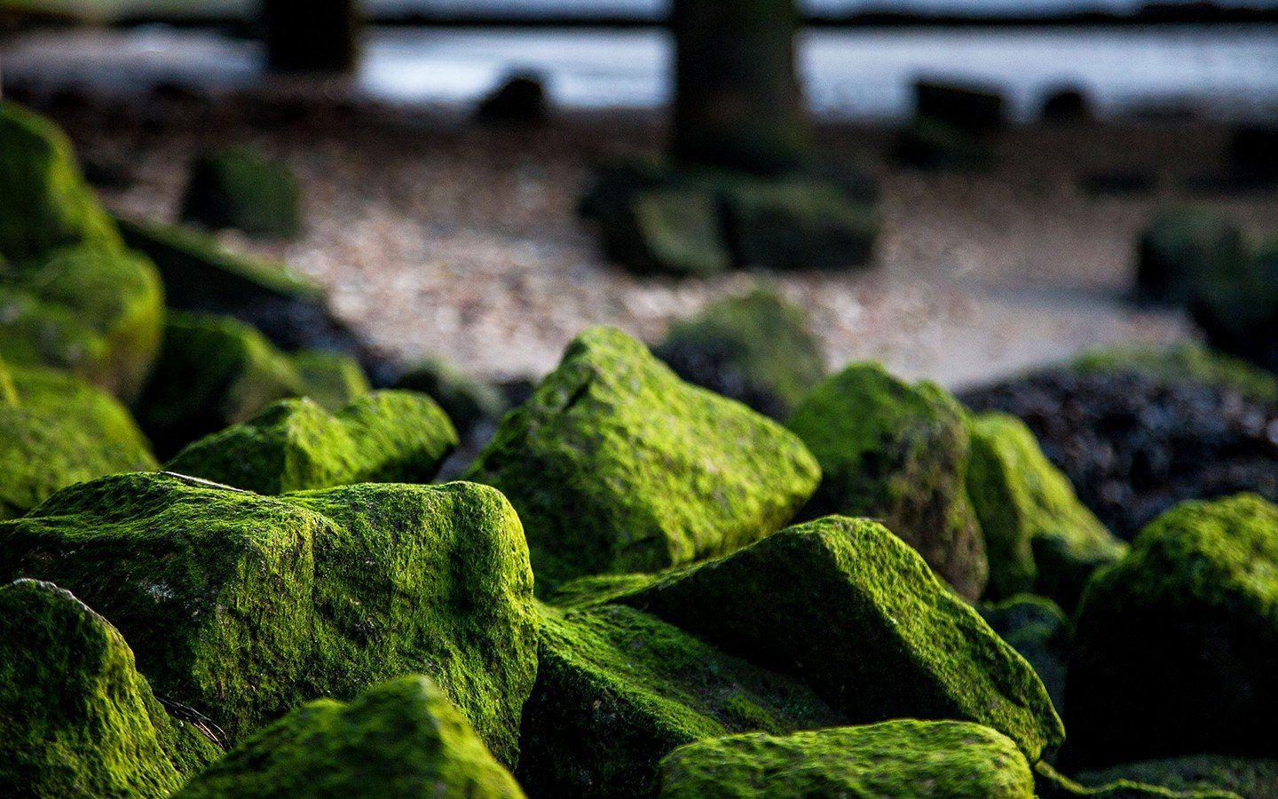 1440x900 Algae Wallpaper