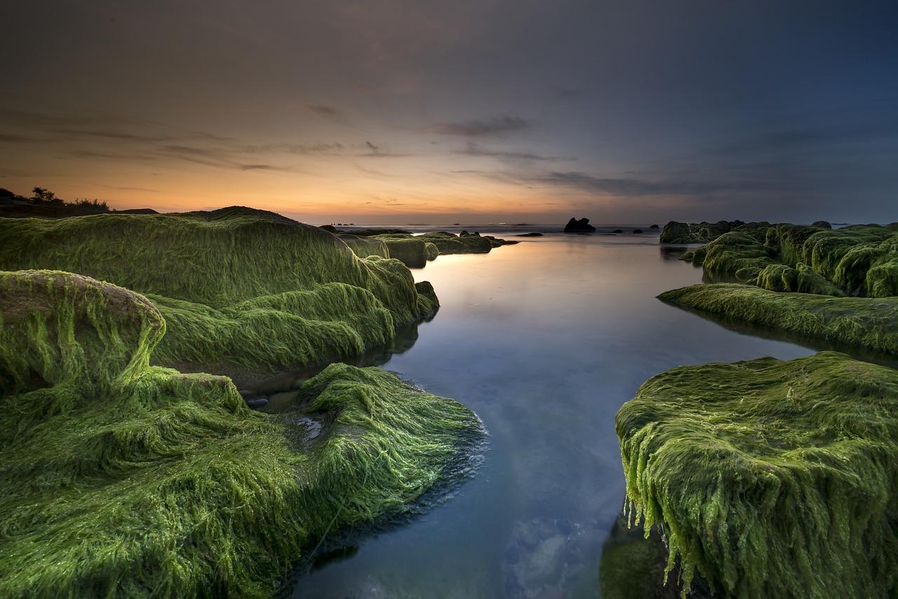 1280x854 Free Algae & Seaweed Image