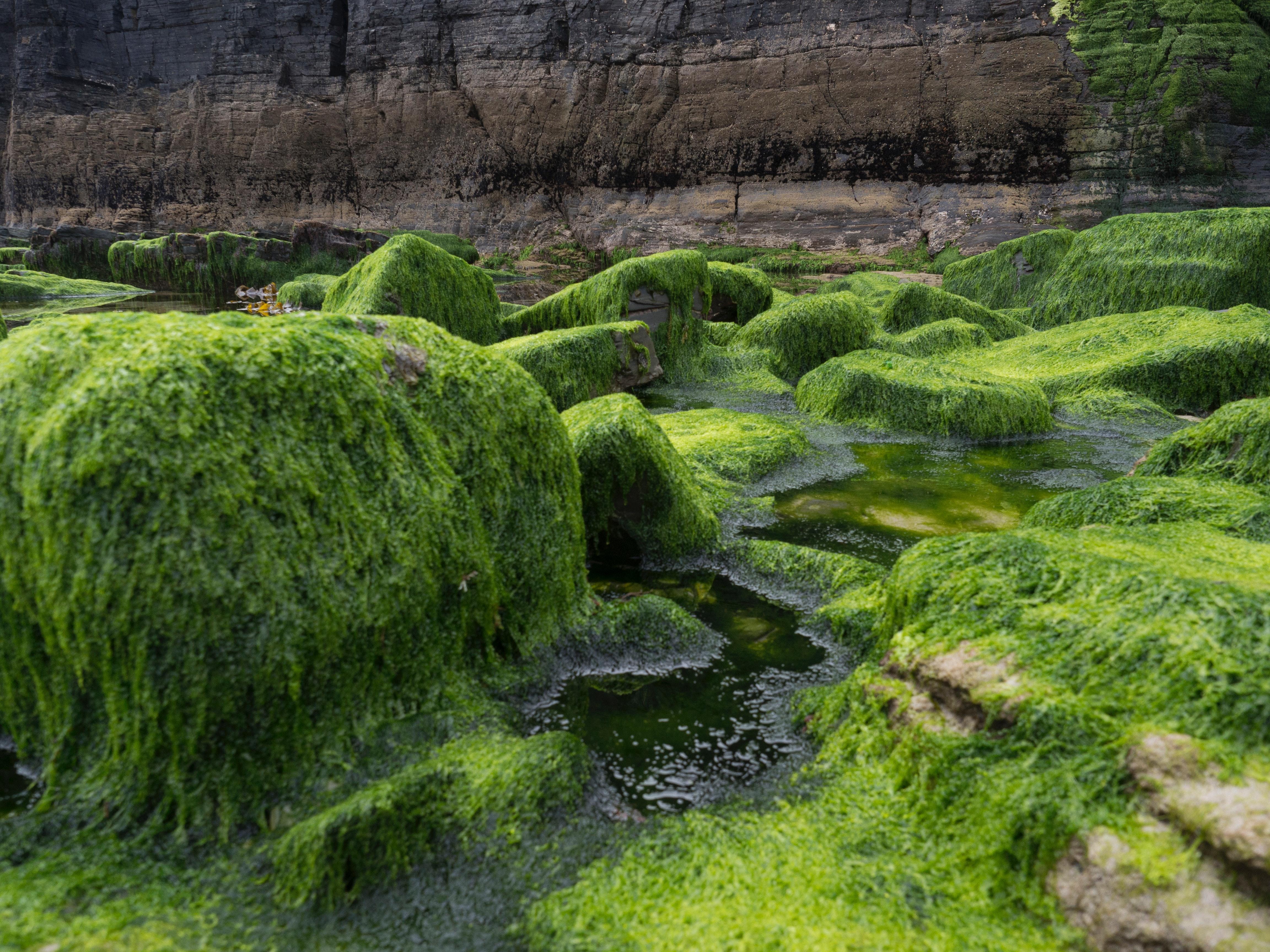 4608x3456 Green Algae & HD Image