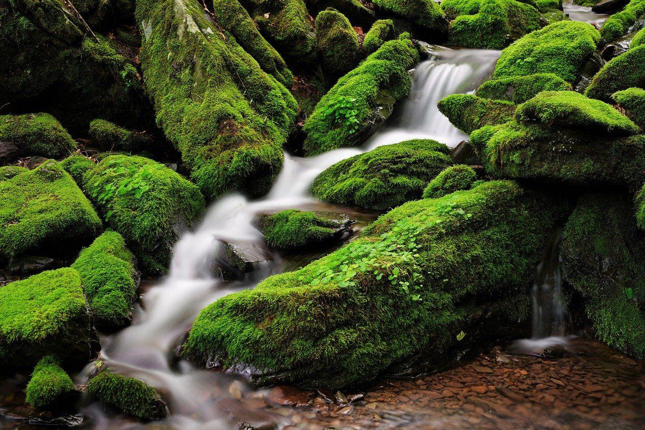1280x854 Pixabay Moss Korea