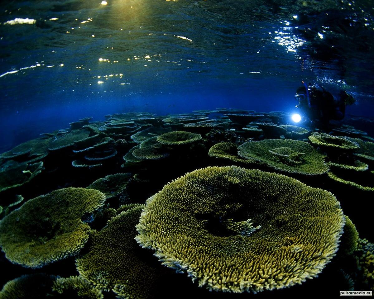 1200x960 Algae wallpaper HD. Download Free