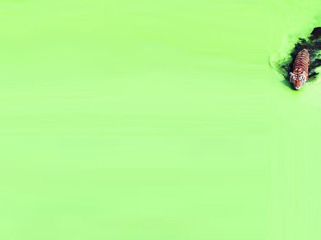 1024x768 Algae 4K wallpaper for your desktop or