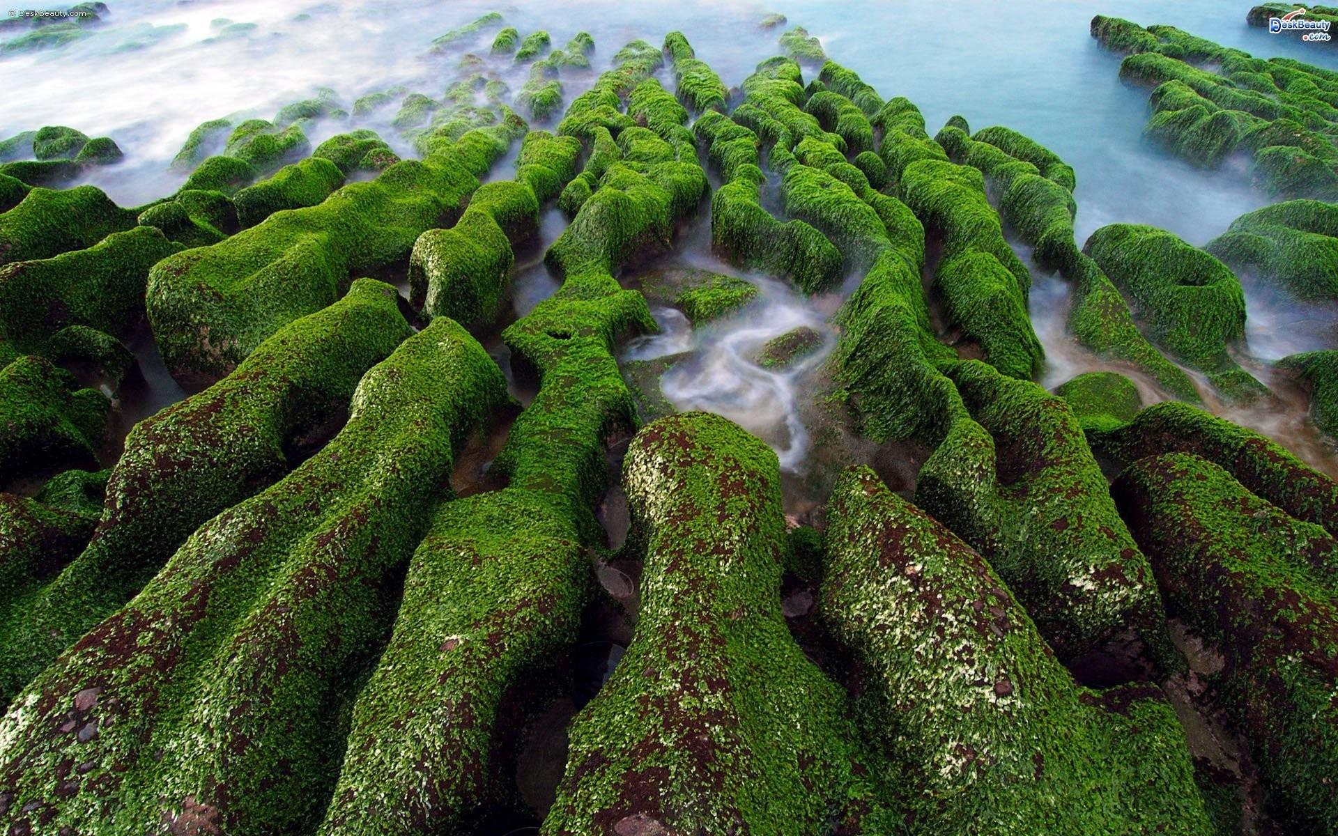 1920x1200 forest, rock, nature, moss