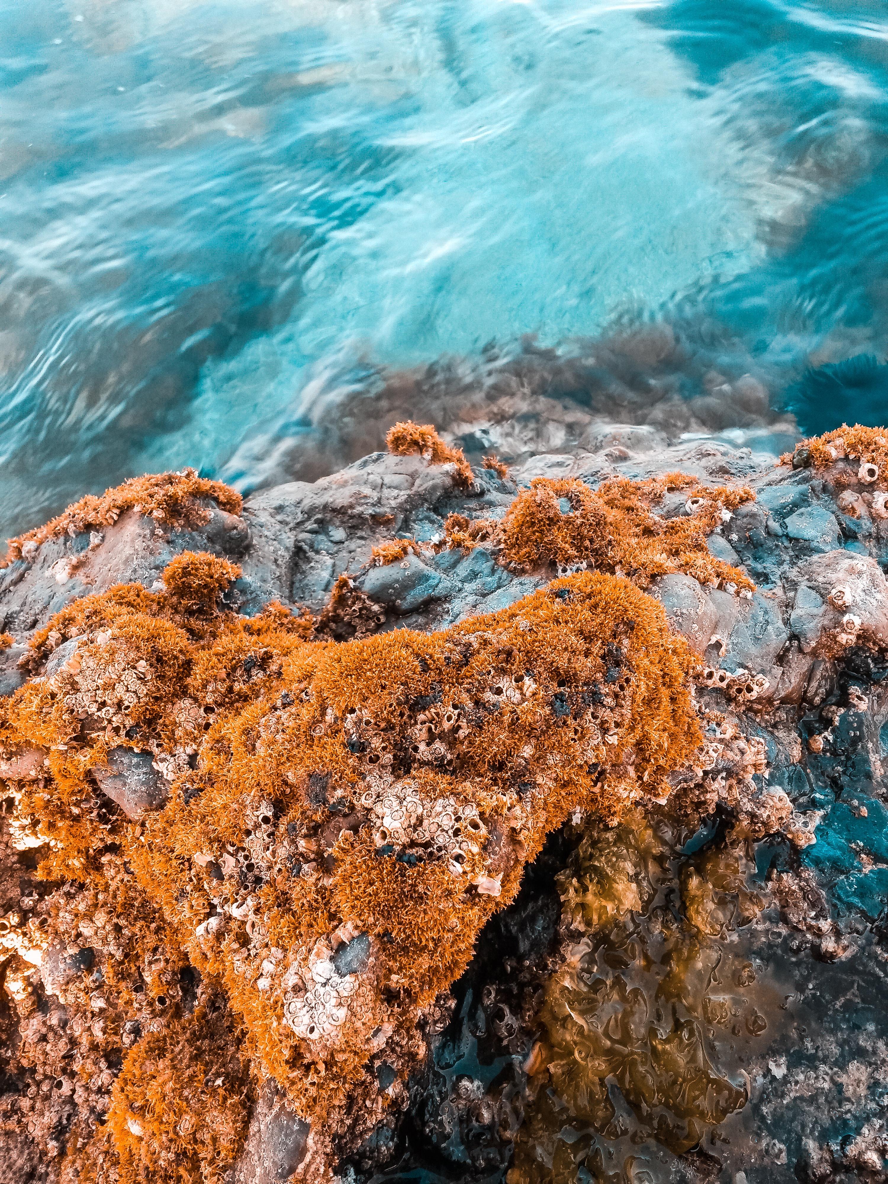 3000x4000 Algae & HD Image