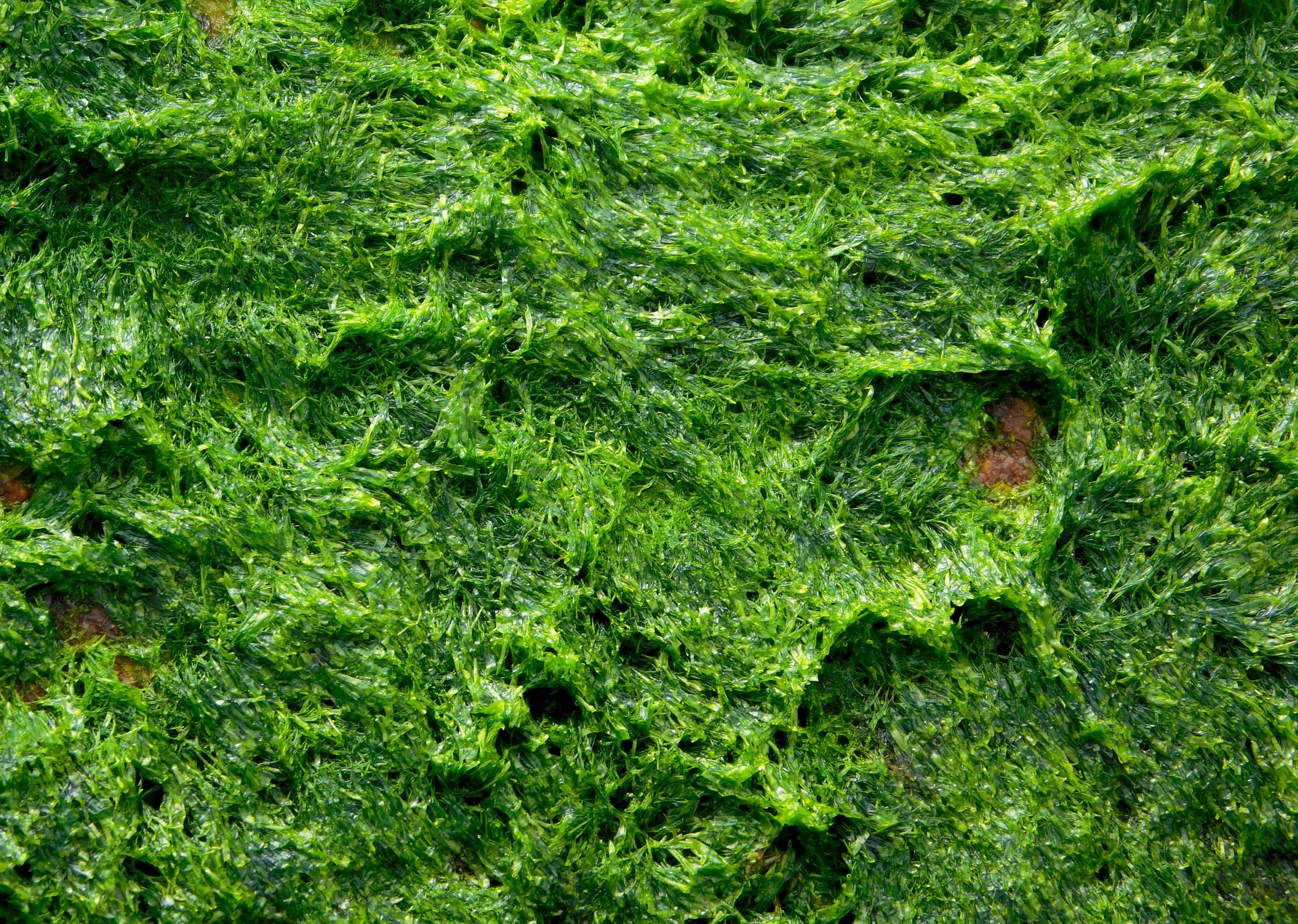 4608x3280 nature, 4K, seaweed, moss, leaf