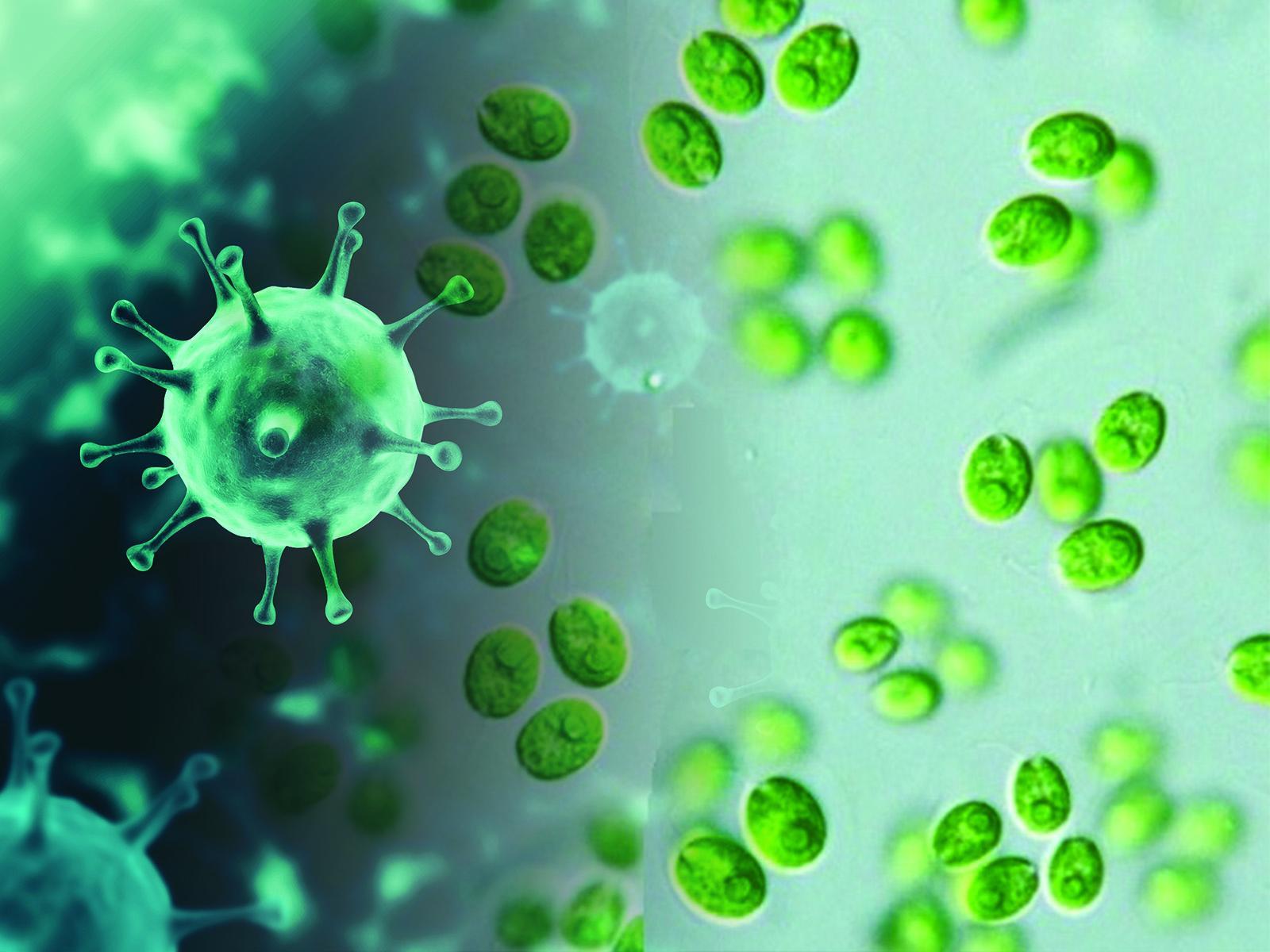 1600x1200 Fighting Viruses with Algae