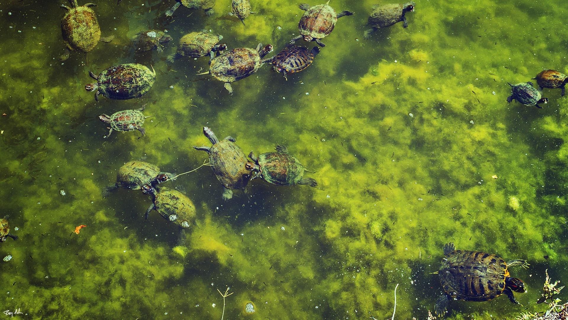 1920x1080 jungle, turtle, swamp, algae, wetland