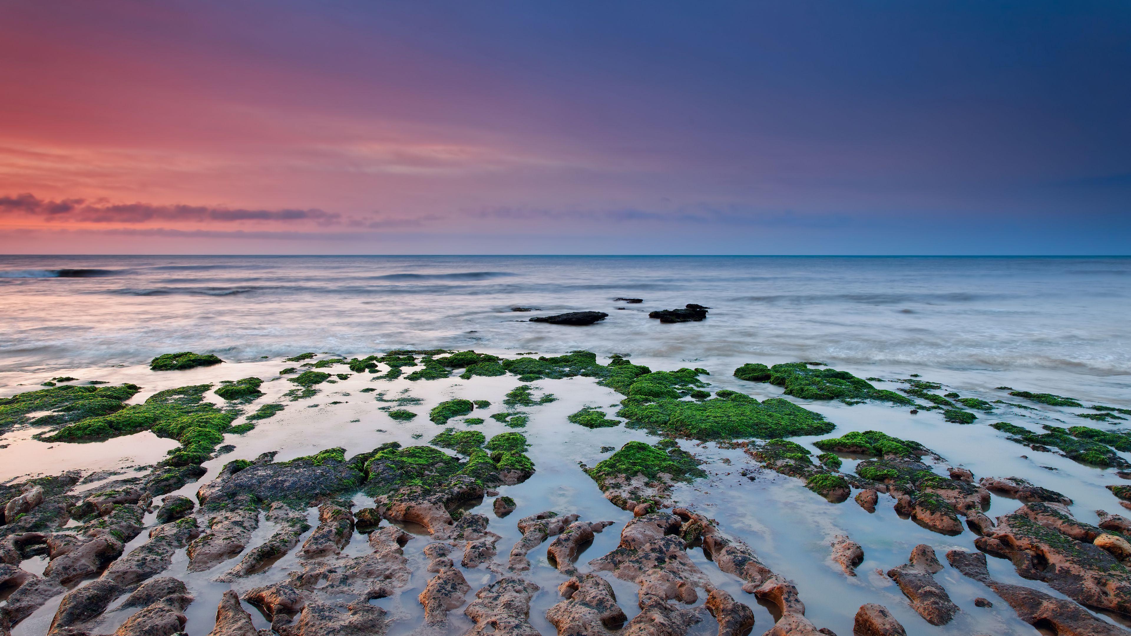 3840x2160 reefs, moss, sea, rain, algae, 4k free