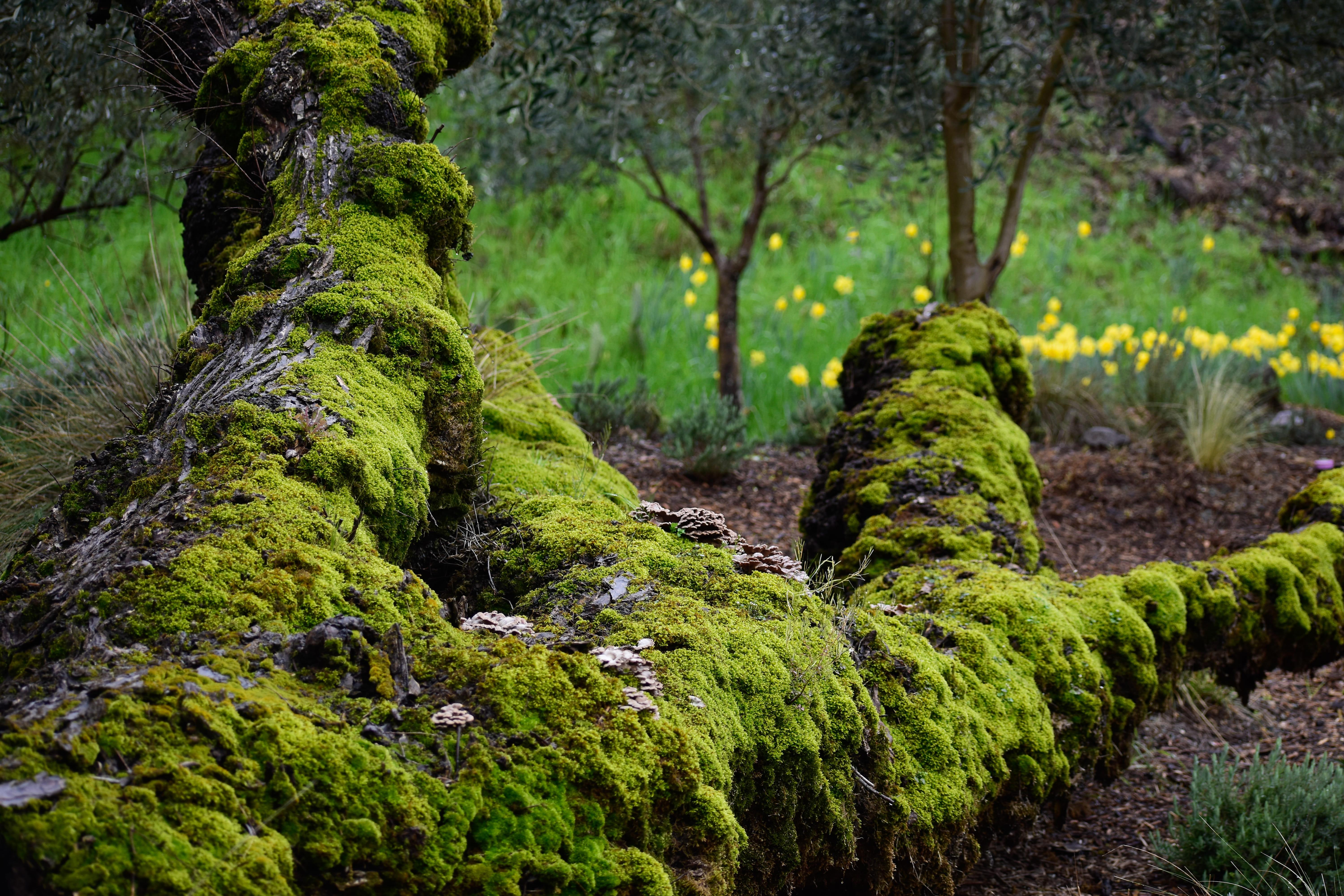6000x4000 green, algae, slope, moss, plant