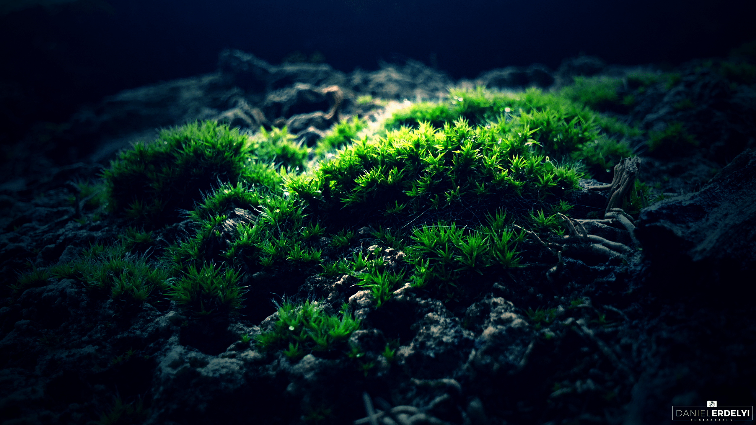 2560x1440 algae 1080P, 2k, 4k HD wallpaper