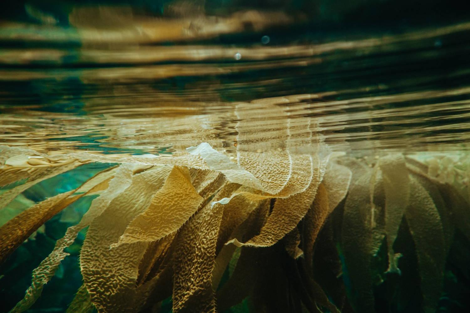 1500x1000 How Kelp Algae and Seaweed are Saving