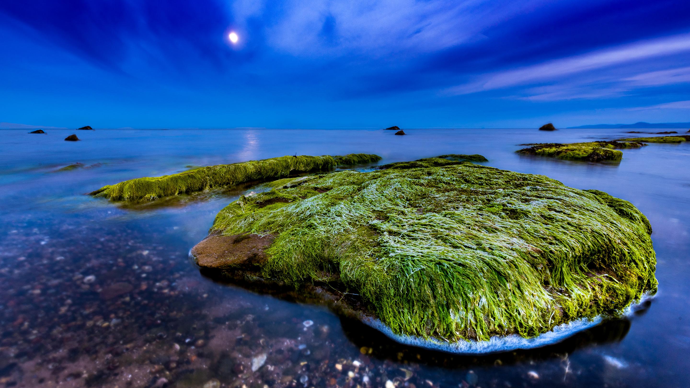 2880x1620 Underwater, Algae, Seaweed, Art, Under