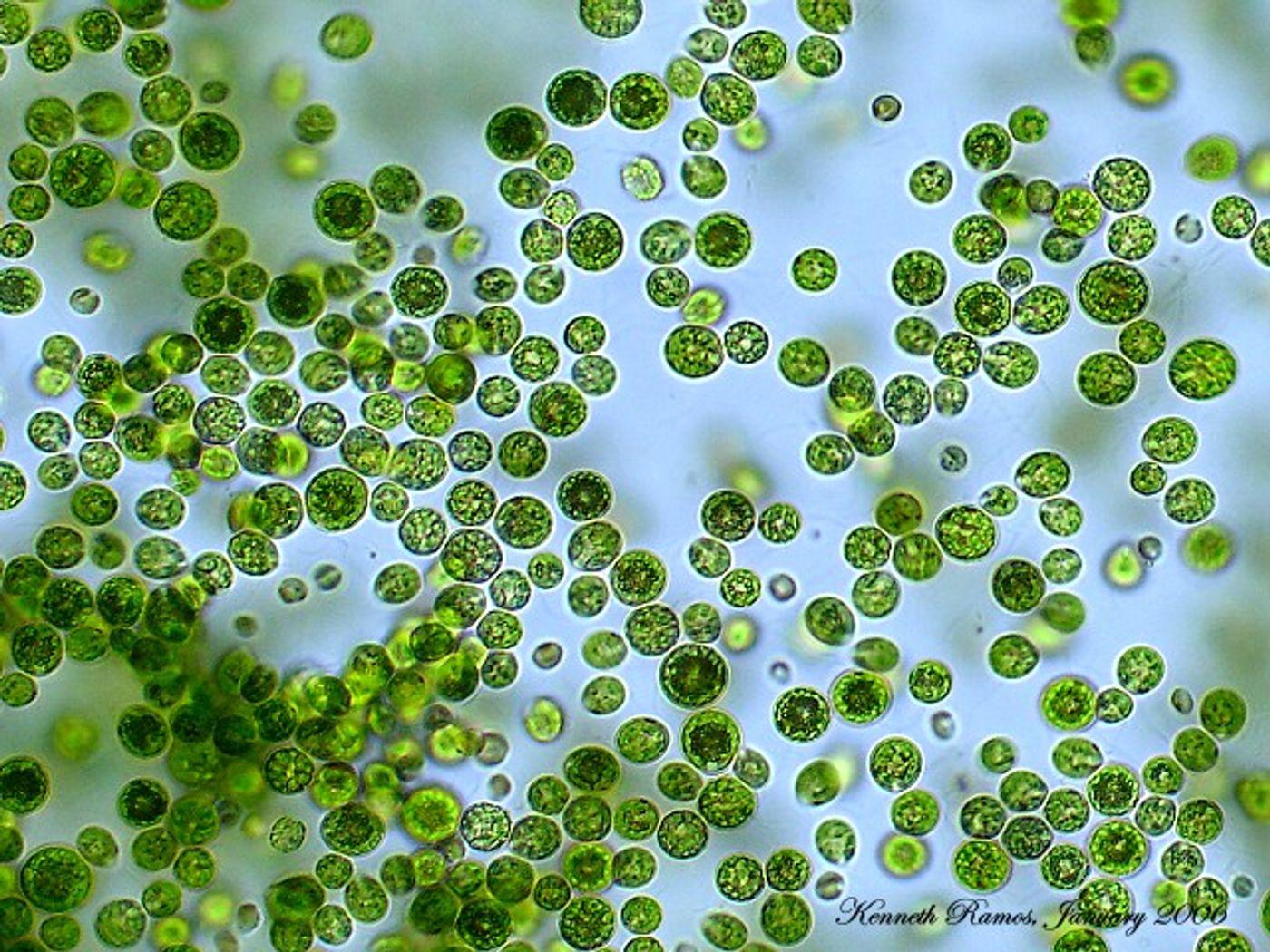 1400x1050 Light signals algae to stick
