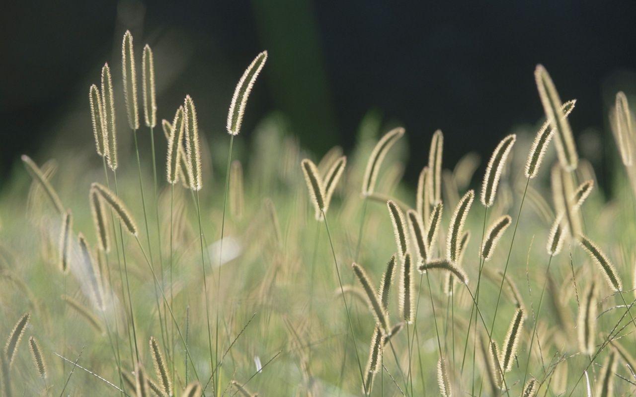 1280x800 Mac OS X Bristle Grass desktop PC and Mac wallpaper