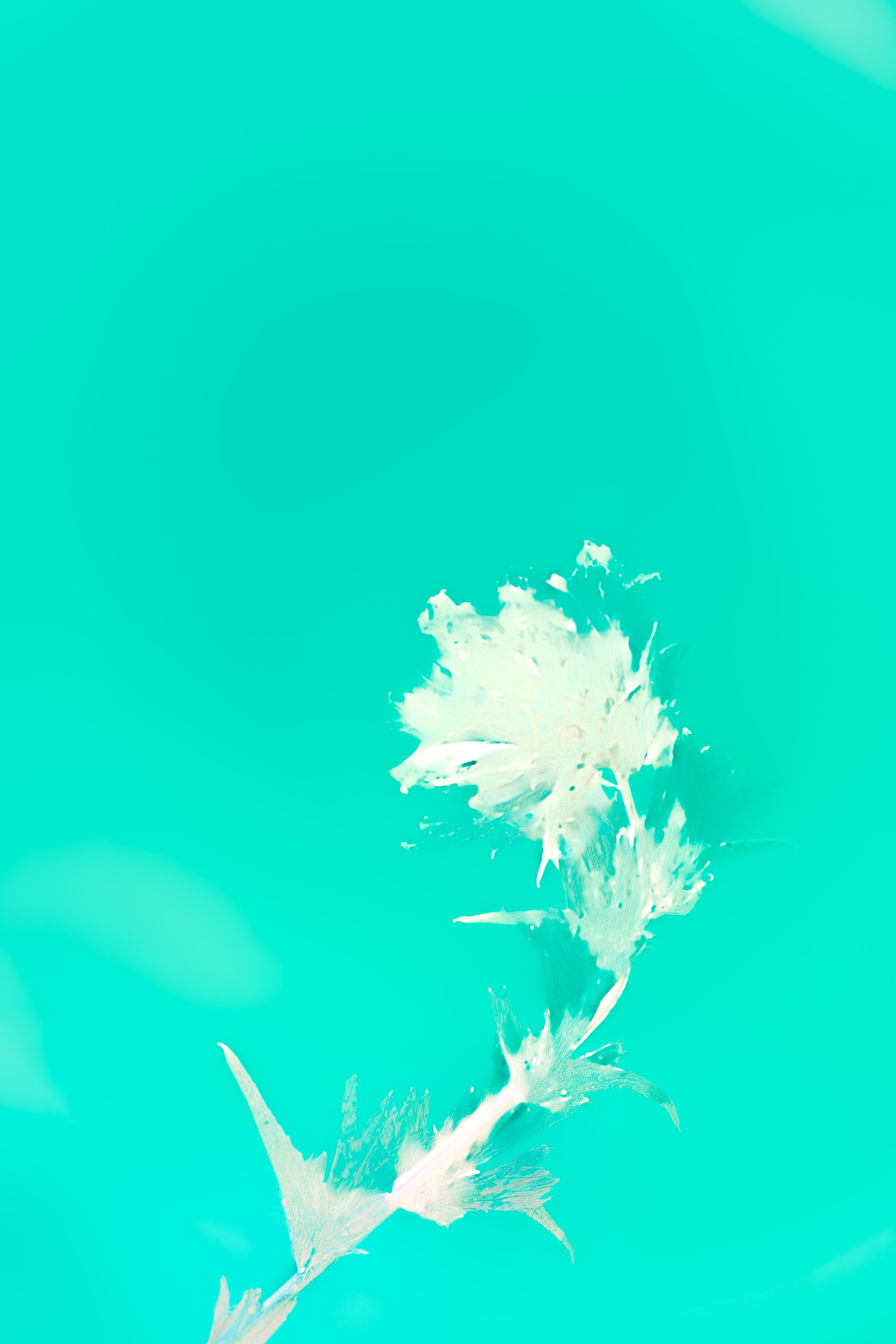 3359x5038 Watermark Photo, Download The BEST