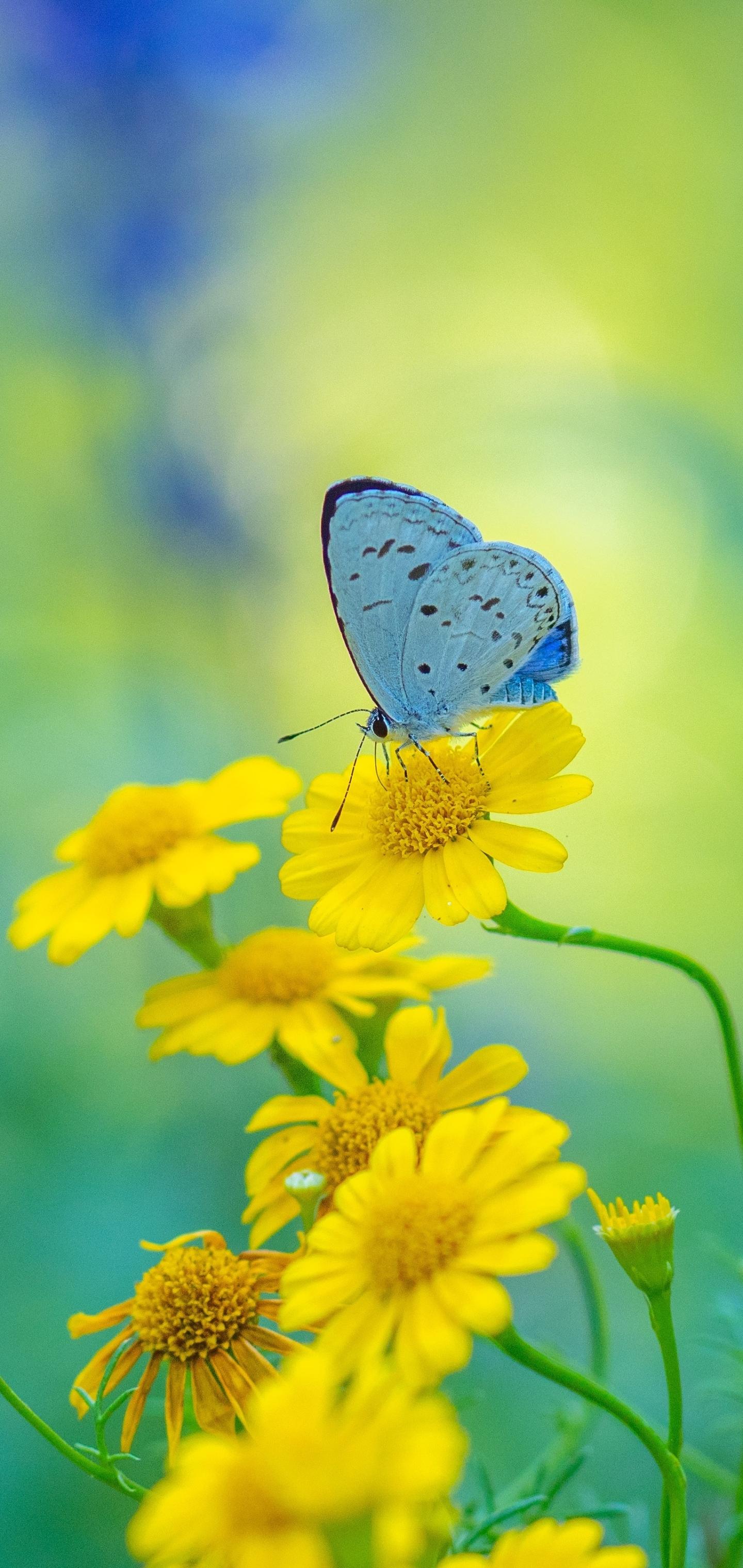 1440x3040 Butterfly Mobile Walls