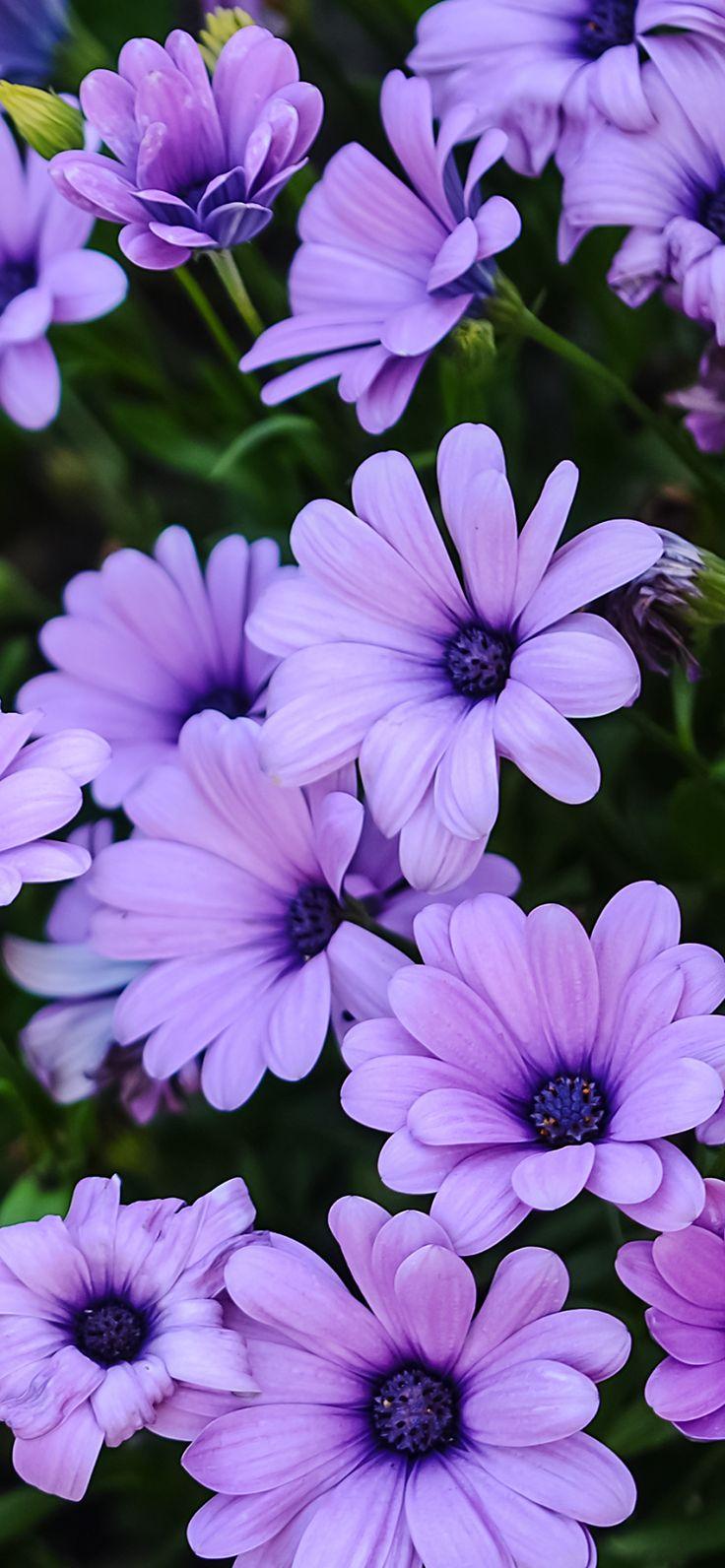 736x1592 Purple Daisies Mobile Wallpaper