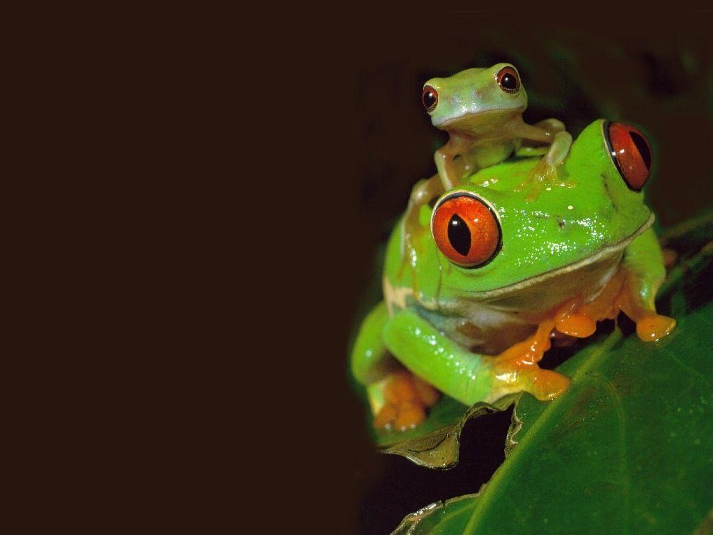 1024x768 Froggy Wallpaper