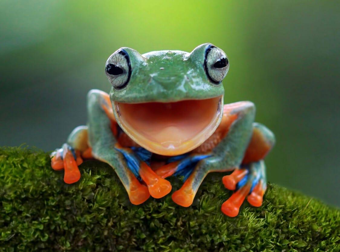 Froggy Wallpapers - Top Free Froggy Backgrounds - WallpaperAccess