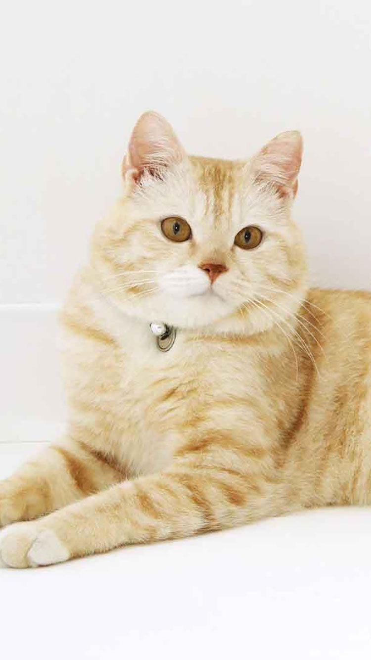 750x1334 HD Cat iPhone Wallpaper