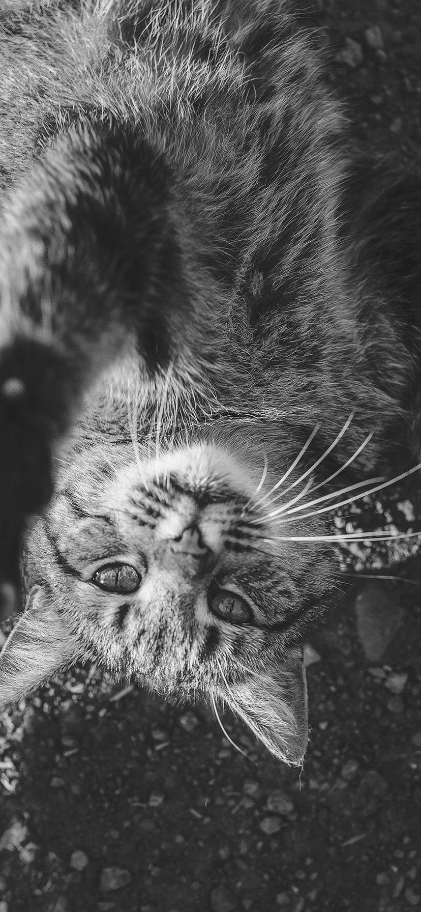 828x1792 HDiPhoneWalls Upside down cute cat iPhone XR Wallpaper Download