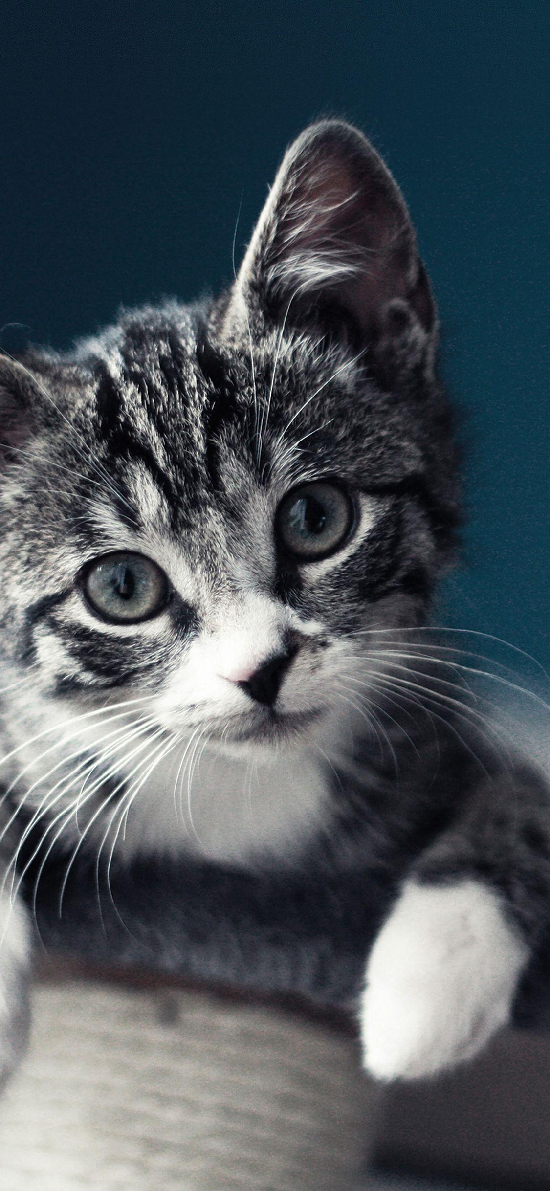 1125x2436 iPhone wallpaper. cute cat look animal love nature