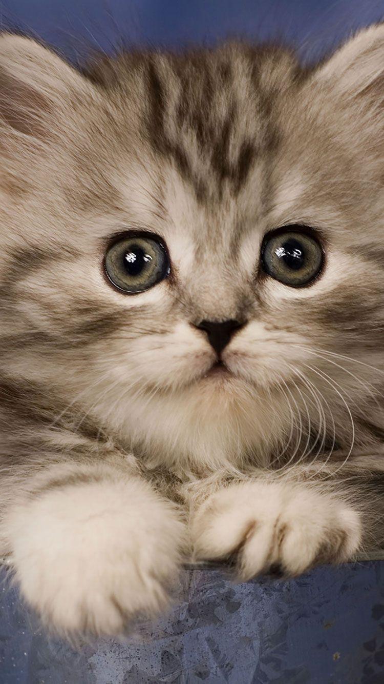 750x1334 HD Cat iPhone Wallpaper