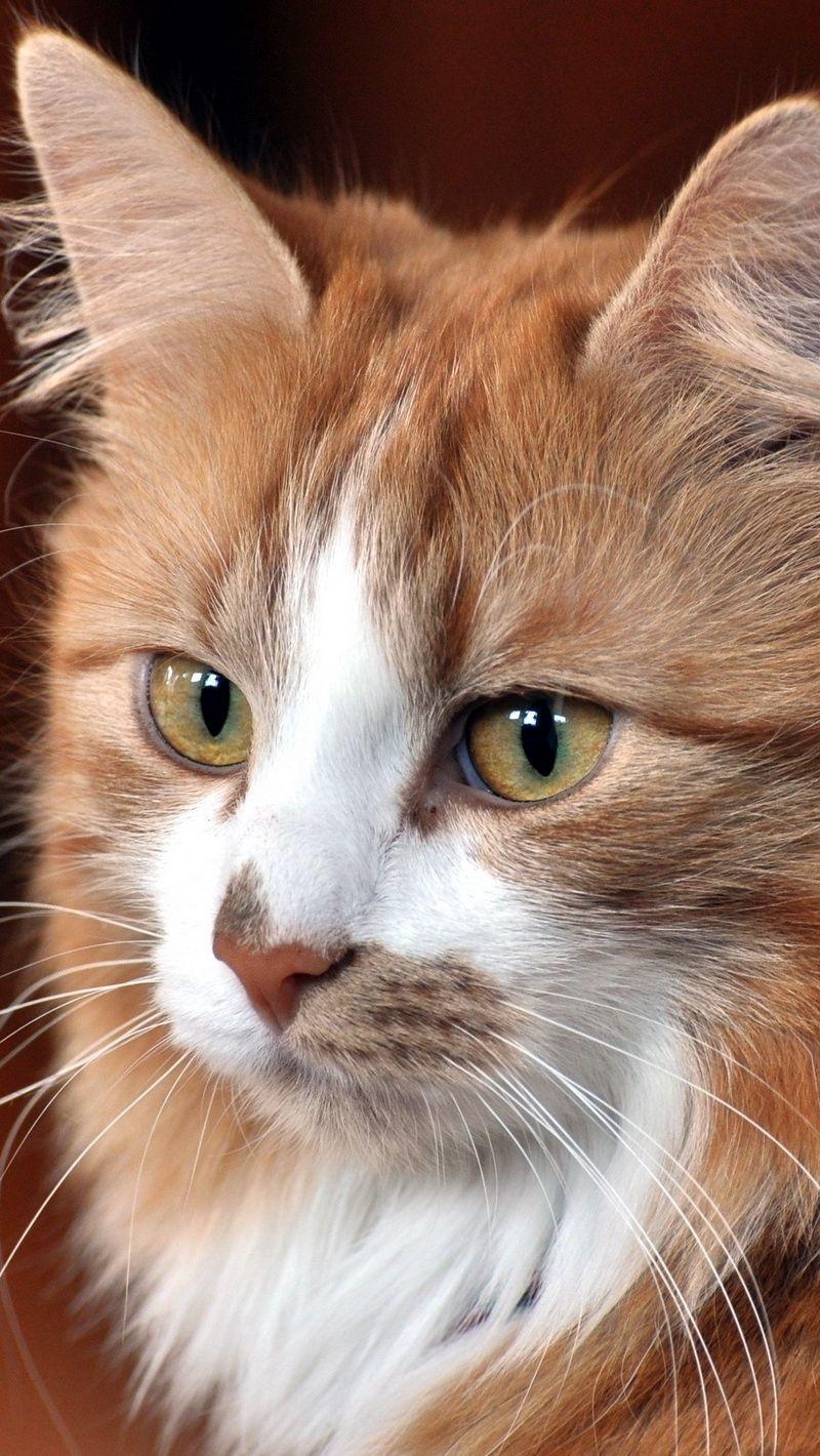 800x1420 Download wallpaper 800x1420 cat, face, cool cat, cute cat iphone se