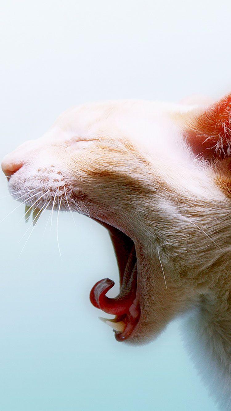 750x1334 HD Cat iPhone Wallpaper