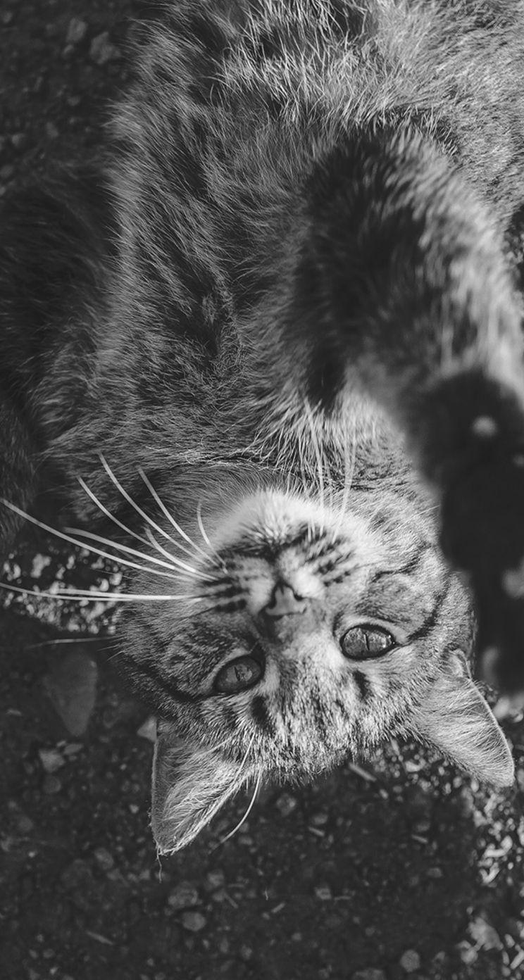 744x1392 iPhone Wallpaper Cat