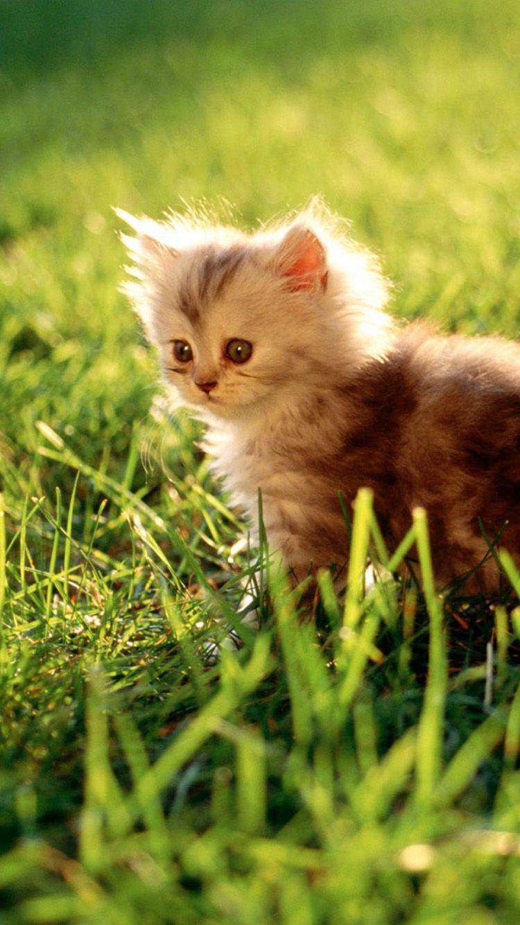 Cute Cat iPhone Wallpapers - Top Free Cute Cat iPhone Backgrounds ...