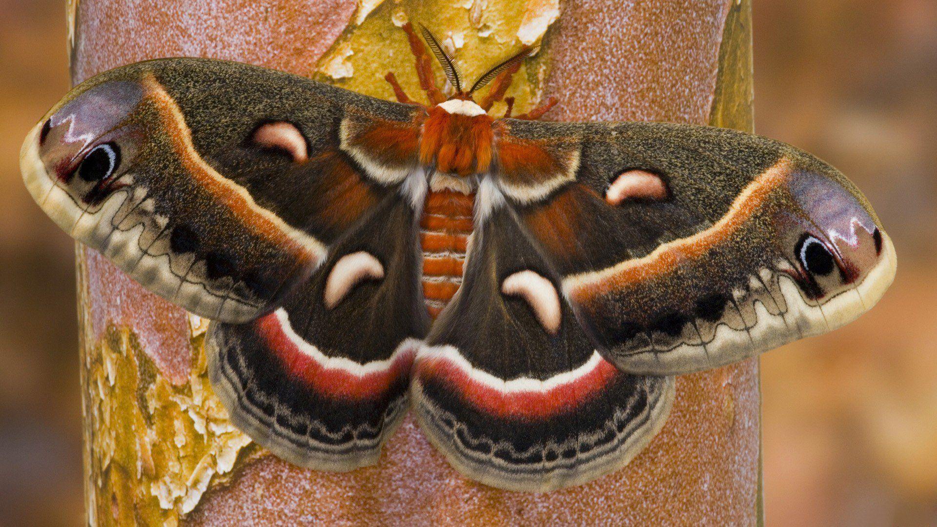 1920x1080 Moth Wallpaper 17 X 1080